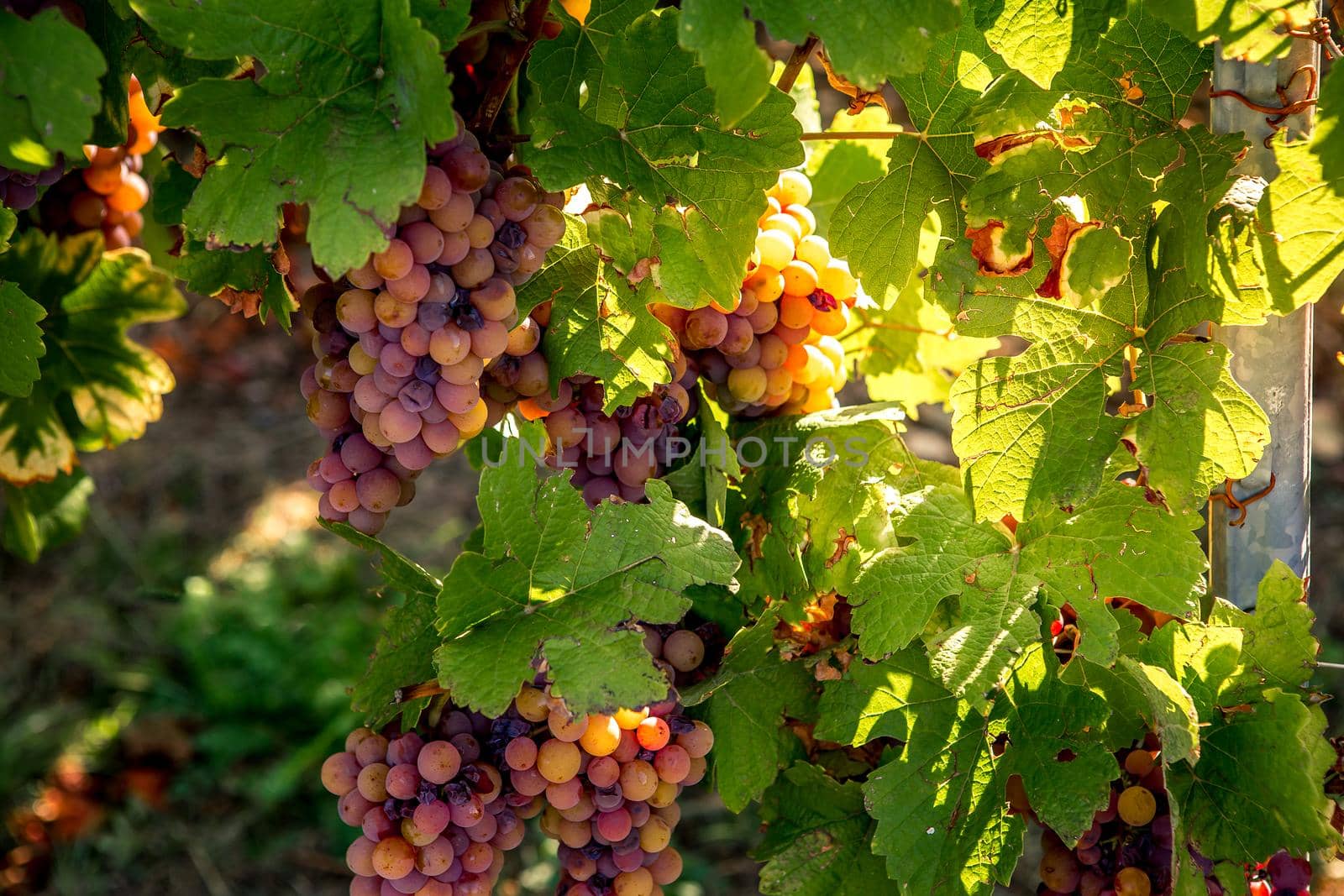 Vineyards on the wine road, Kaysersberg, Alsace, France