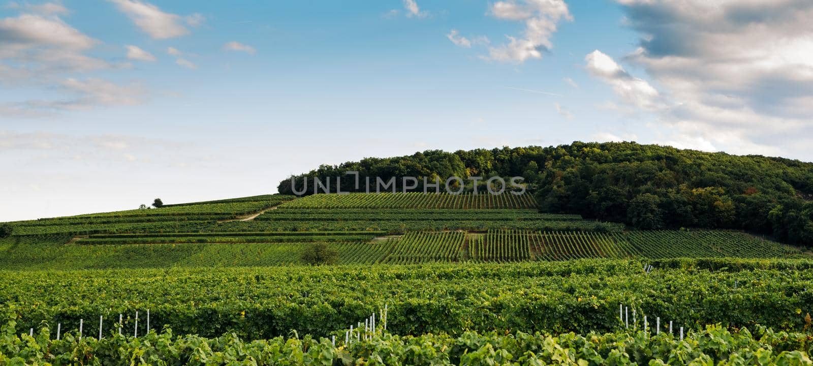 Vineyards on the wine road, Kaysersberg, Alsace, France