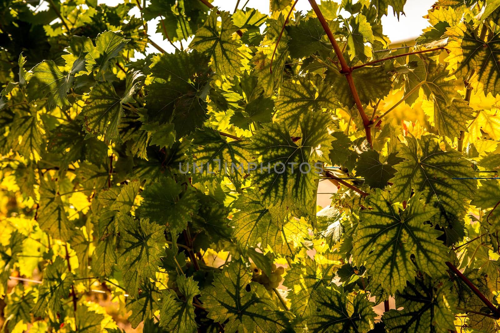 Vineyards on the wine road, Kaysersberg, Alsace, France