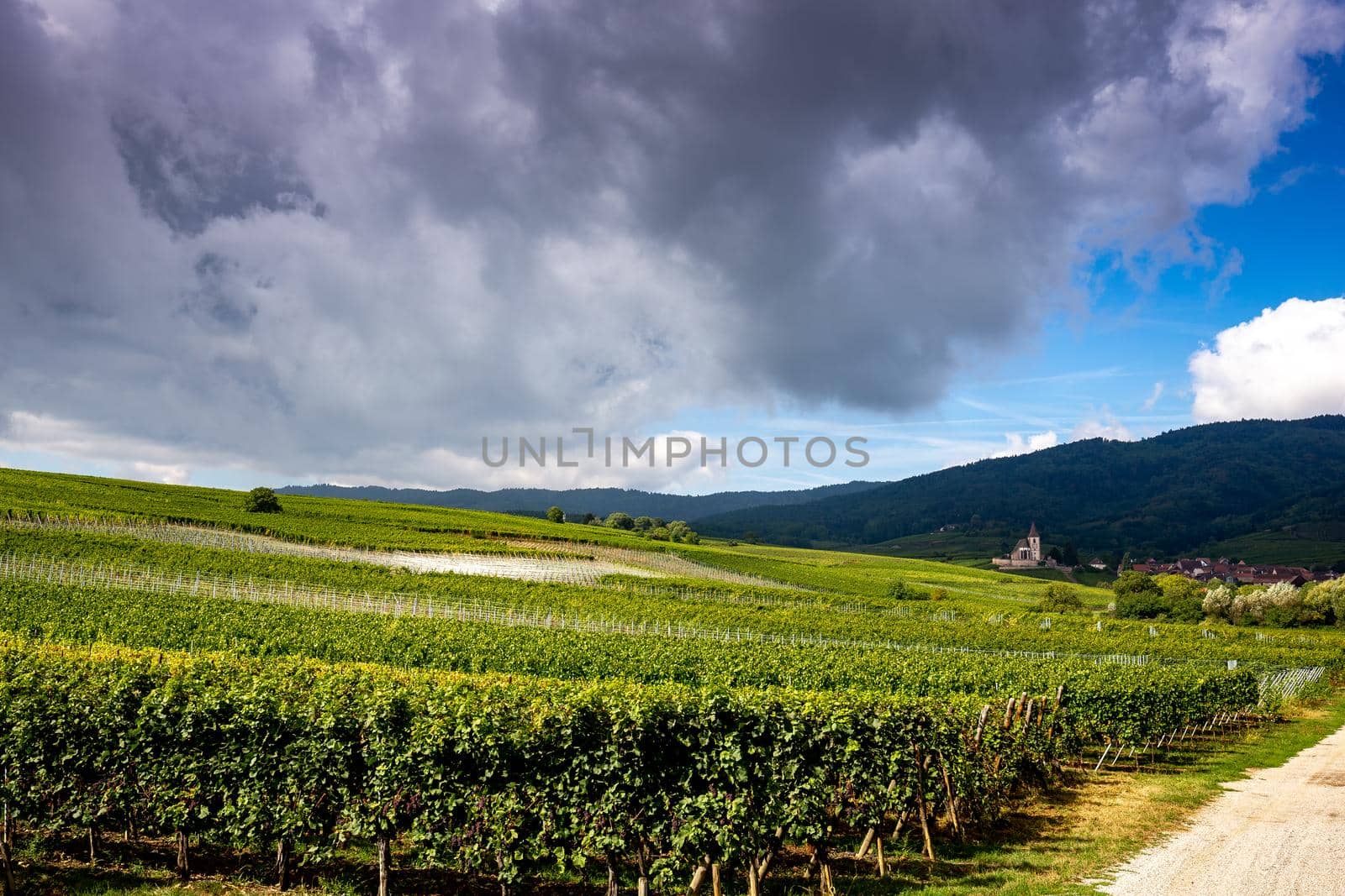 Vineyards on the wine road, Kaysersberg, Alsace, France