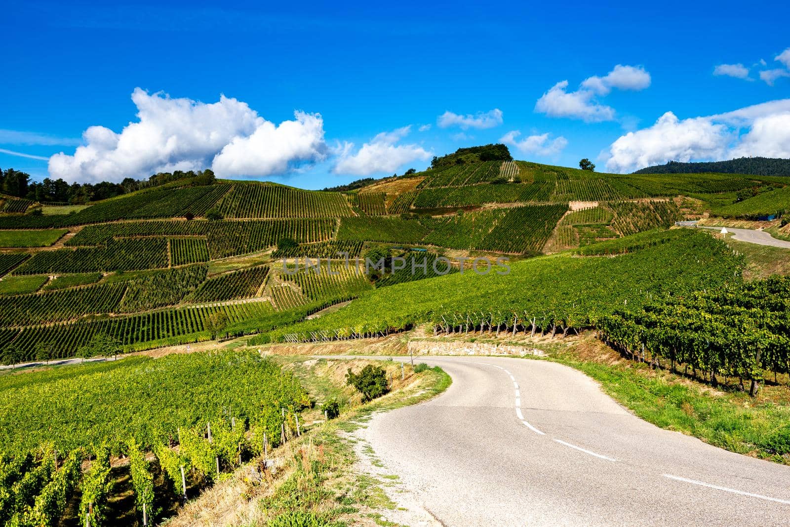 Vineyards on the wine road, Kaysersberg, Alsace, France