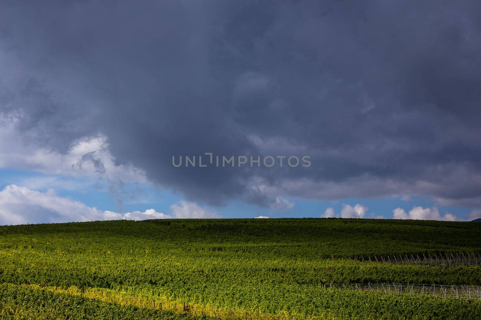 Vineyards on the wine road, Kaysersberg, Alsace, France