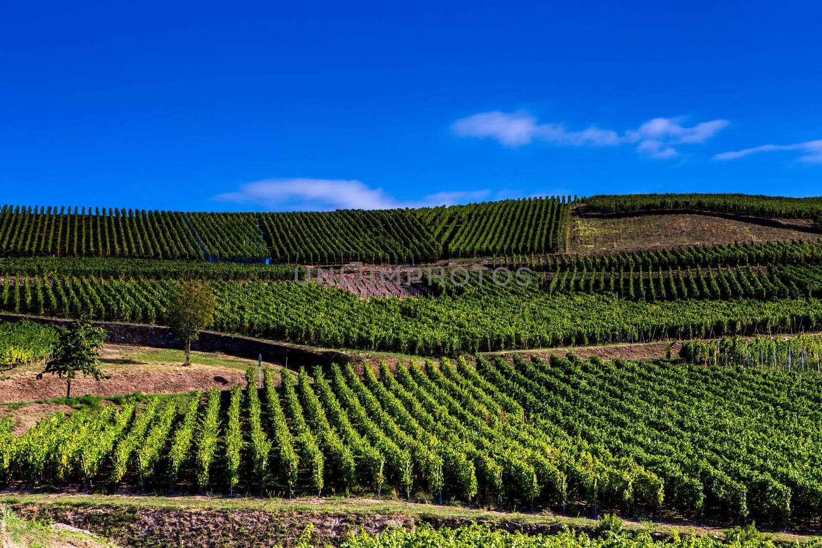 Vineyards on the wine road, Alsace, France by photogolfer