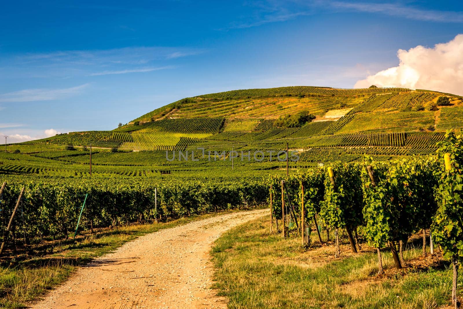 Vineyards on the wine road, Alsace, France by photogolfer