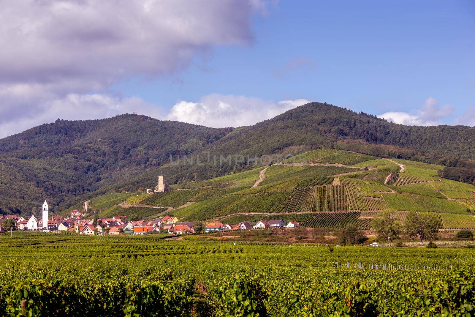 Vineyards on the wine road, Kaysersberg, Alsace, France