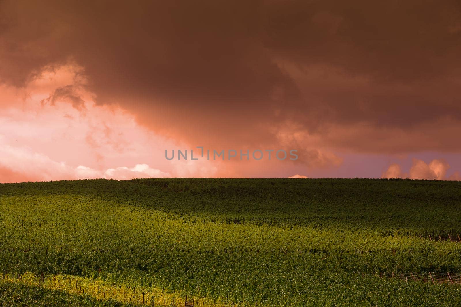 Vineyards on the wine road, Kaysersberg, Alsace, France