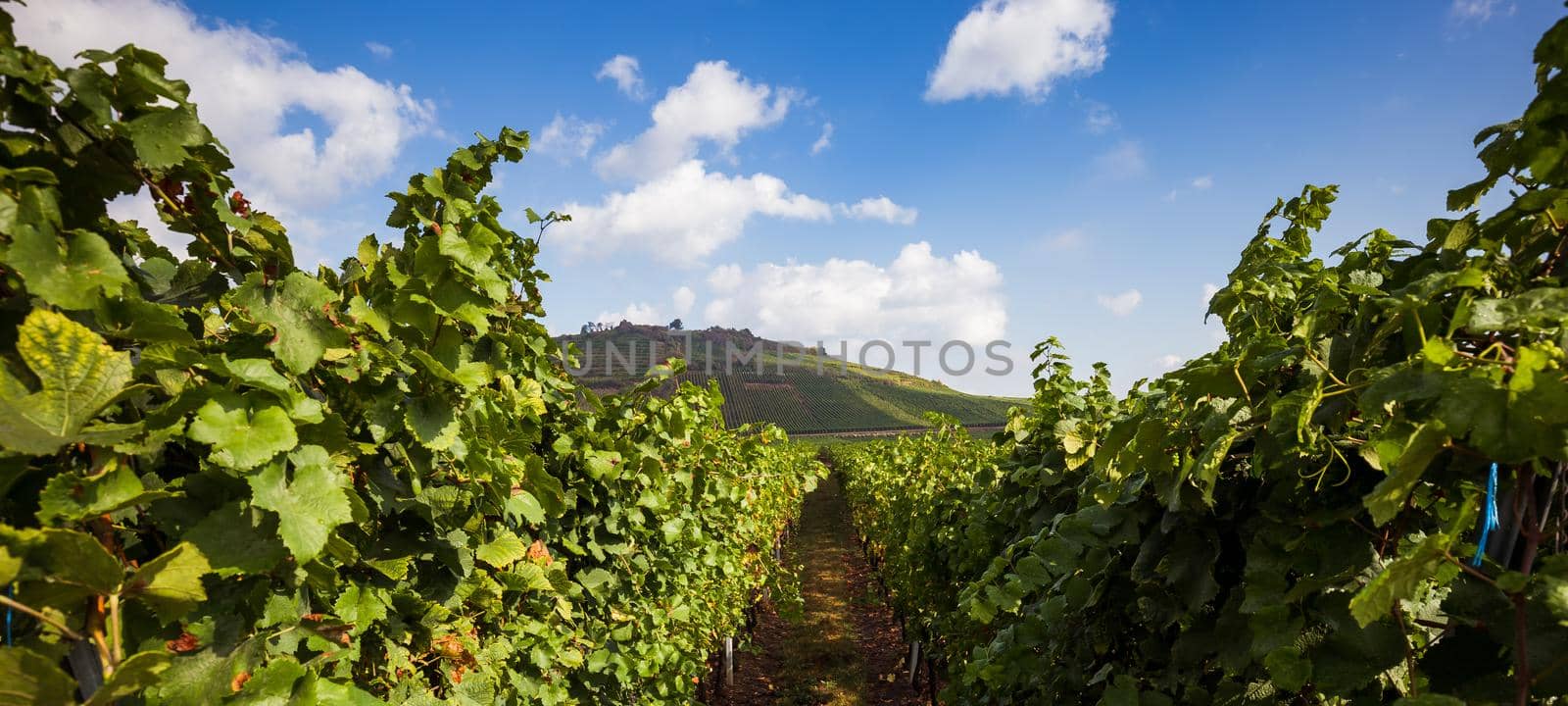 Vineyards on the wine road, Kaysersberg, Alsace, France