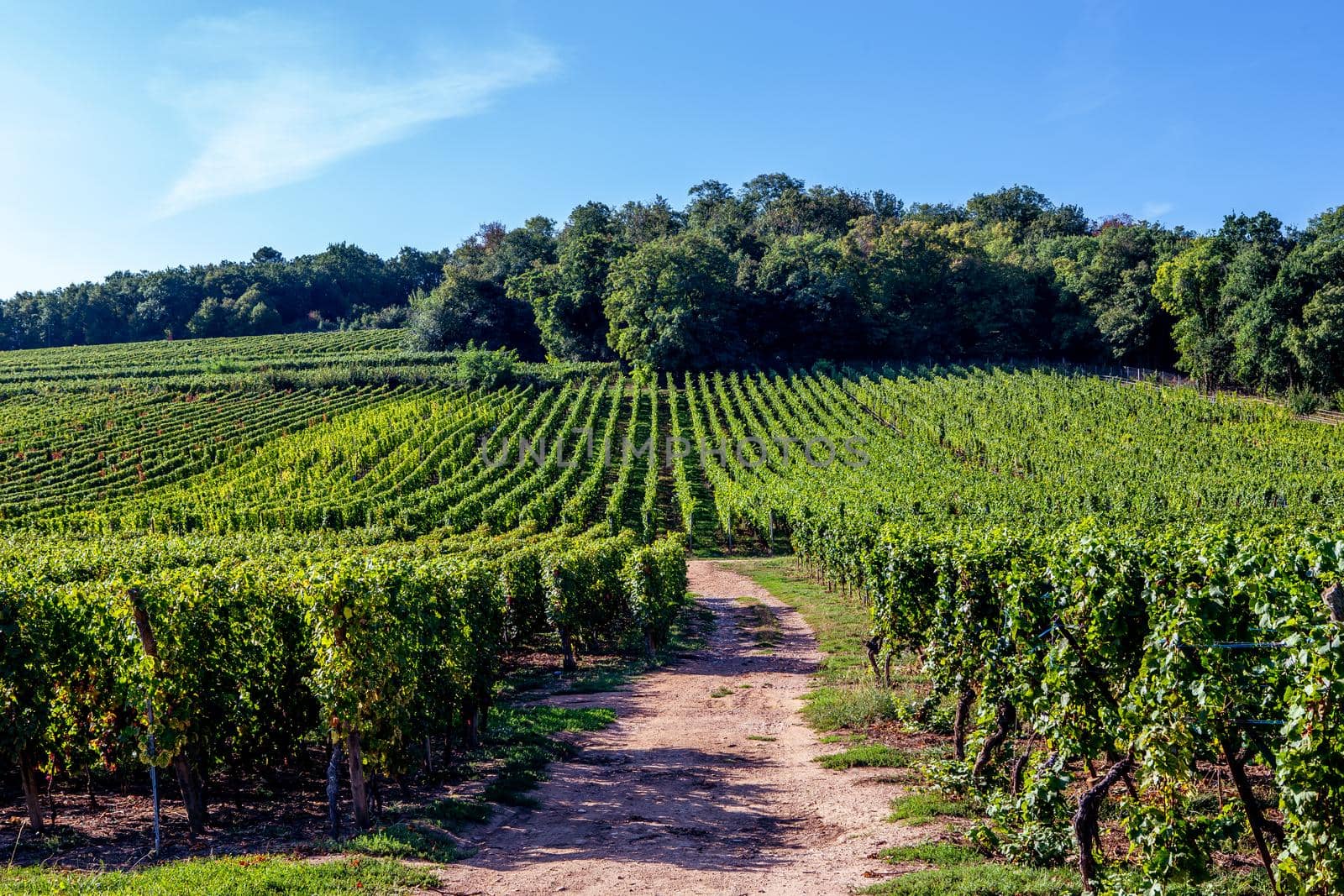 Vineyards on the wine road, Kaysersberg, Alsace, France