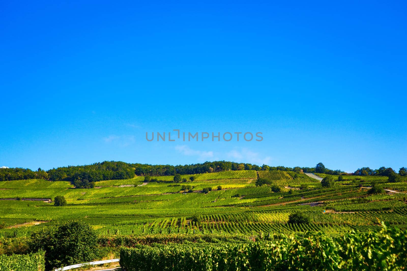 Vineyards on the wine road, Alsace, France by photogolfer