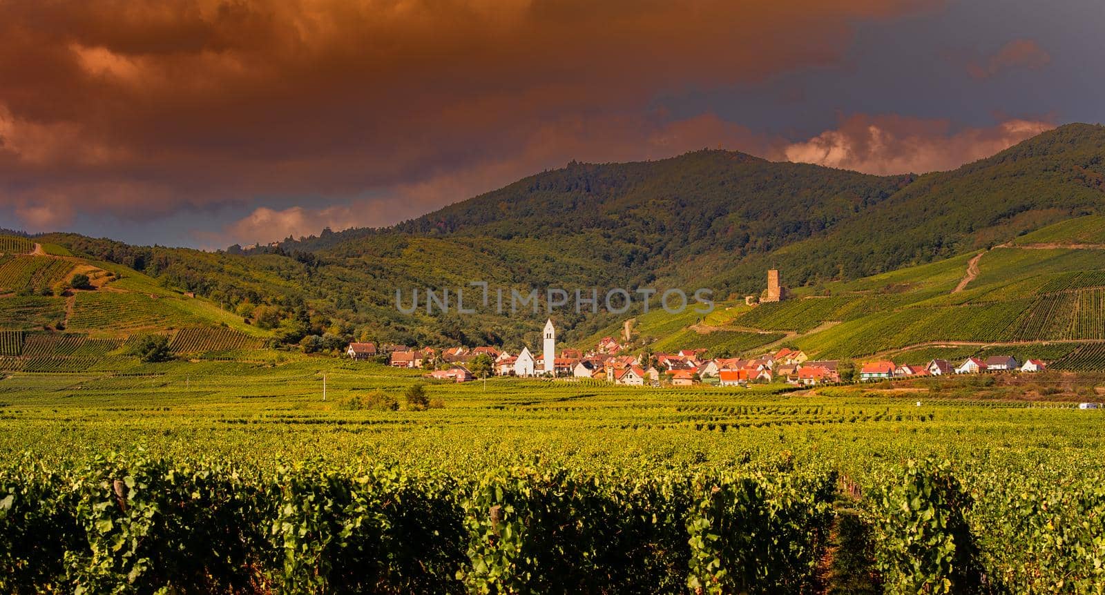 Vineyards on the wine road, Alsace, France by photogolfer