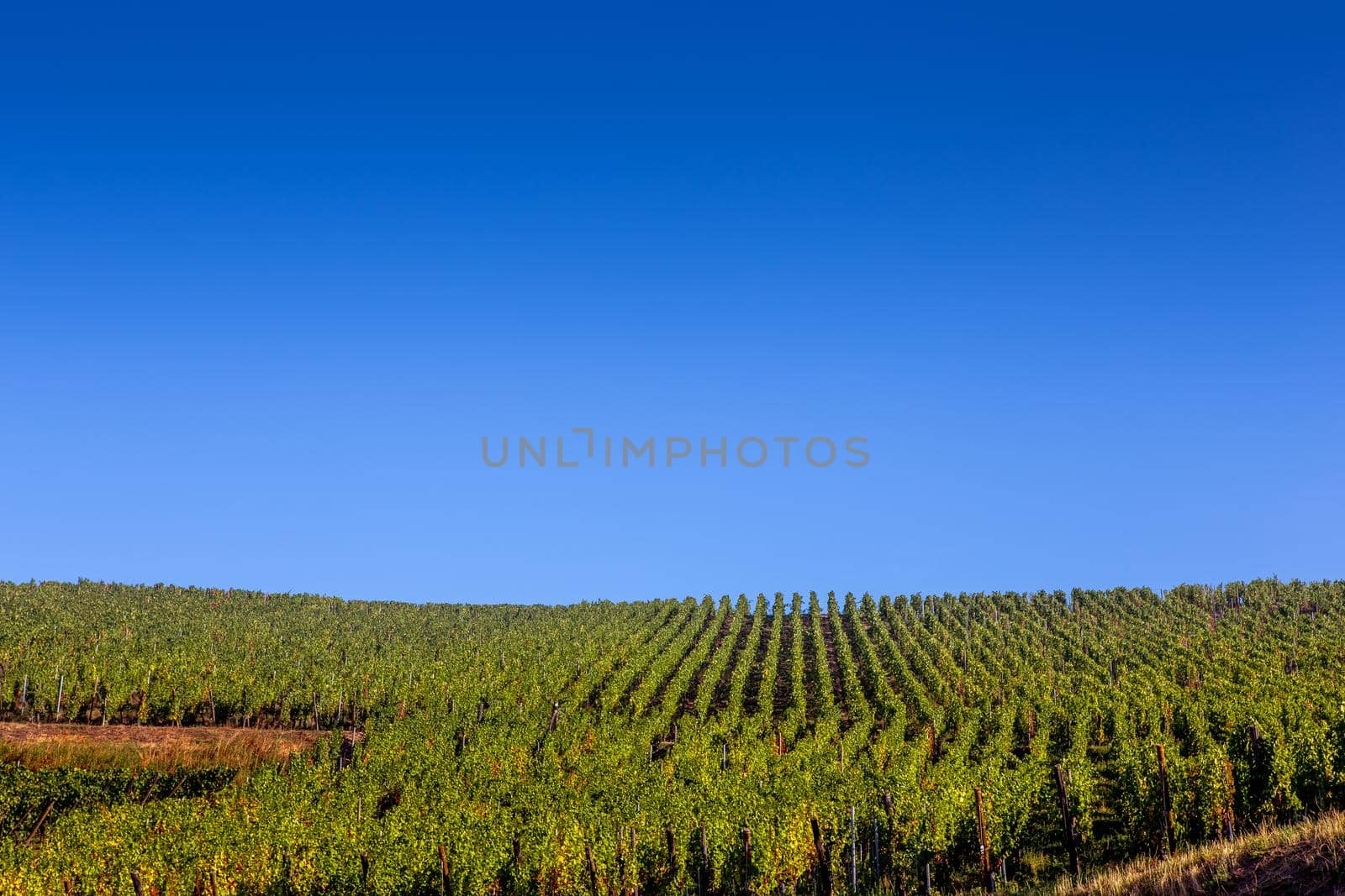 Vineyards on the wine road, Alsace, France by photogolfer