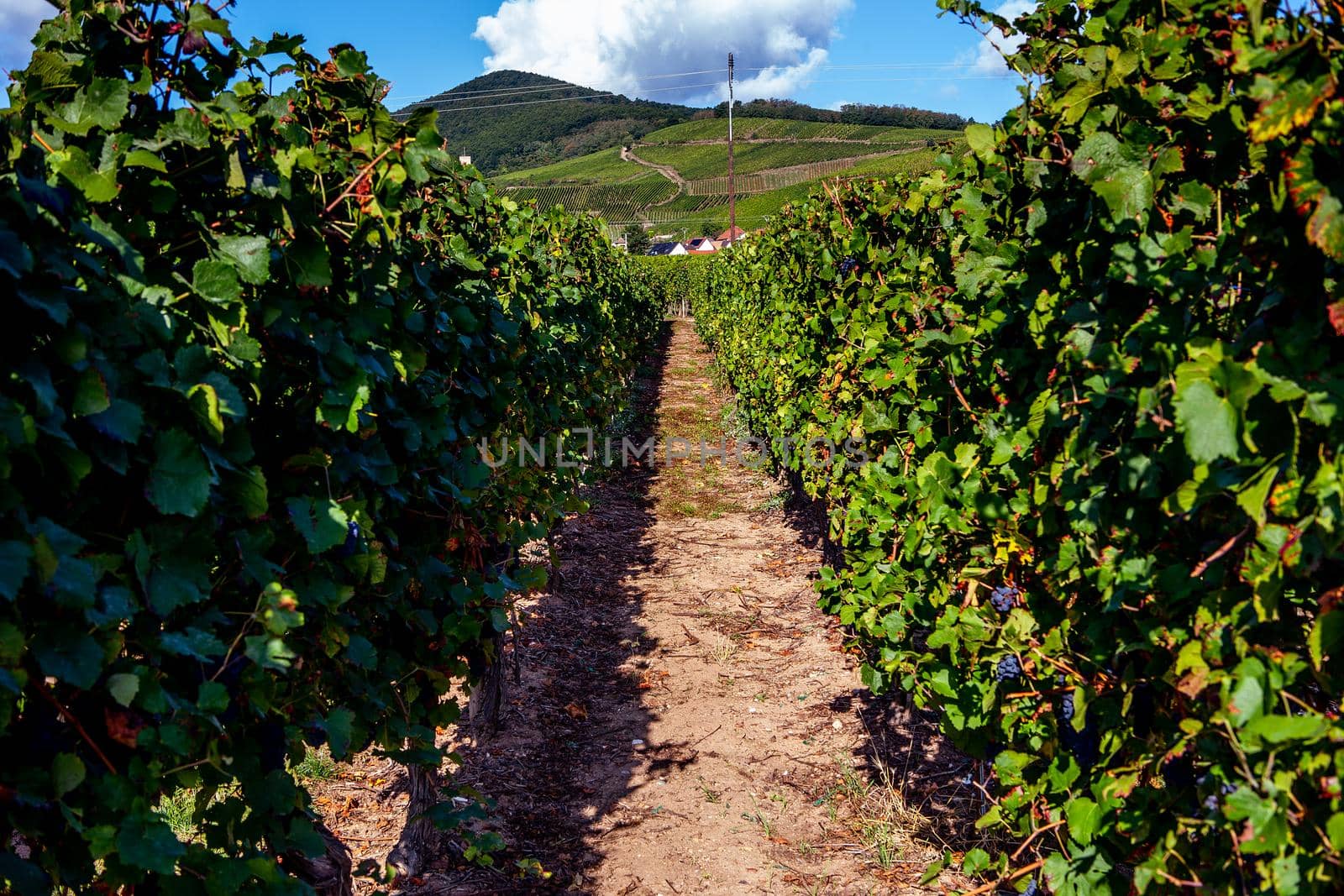 Vineyards on the wine road, Kaysersberg, Alsace, France