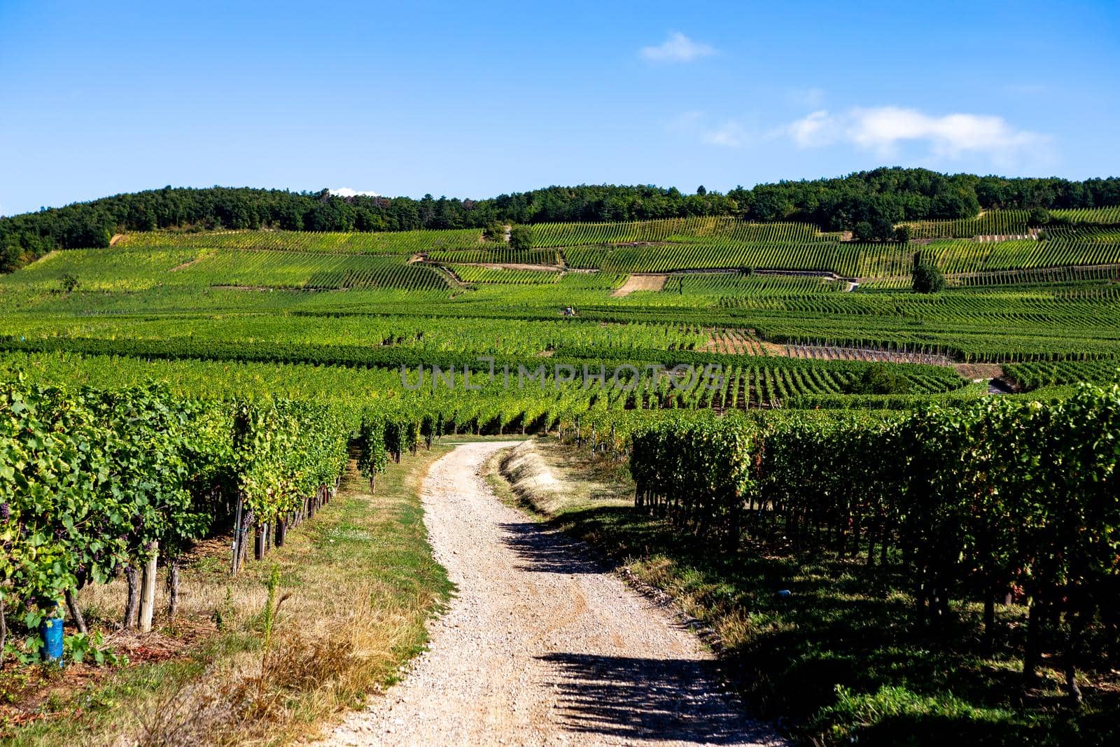 Vineyards on the wine road, Kaysersberg, Alsace, France