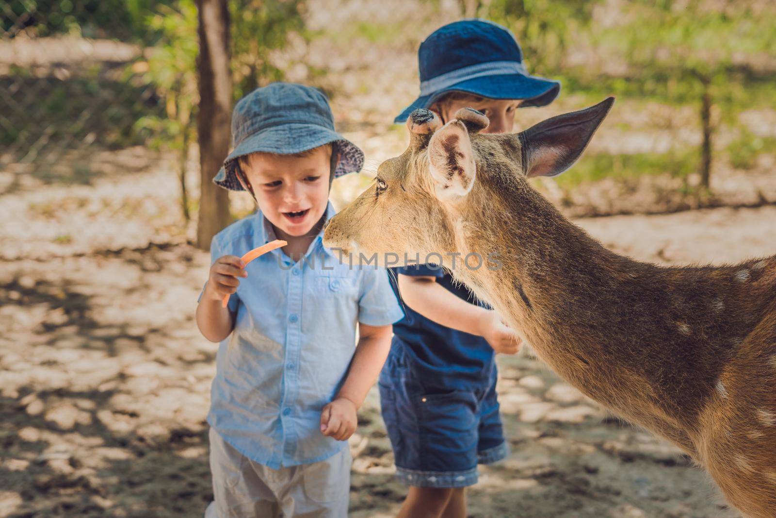 Little boy feeding deer in farm. Closeup by galitskaya