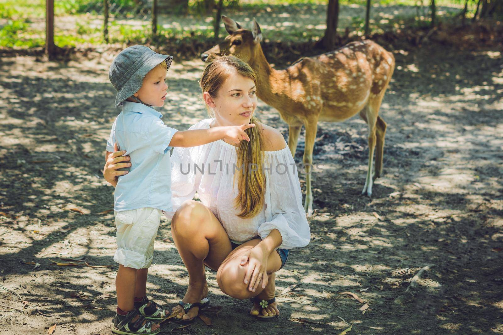 Mother and son feeding beautiful deer in a tropical Zoo by galitskaya