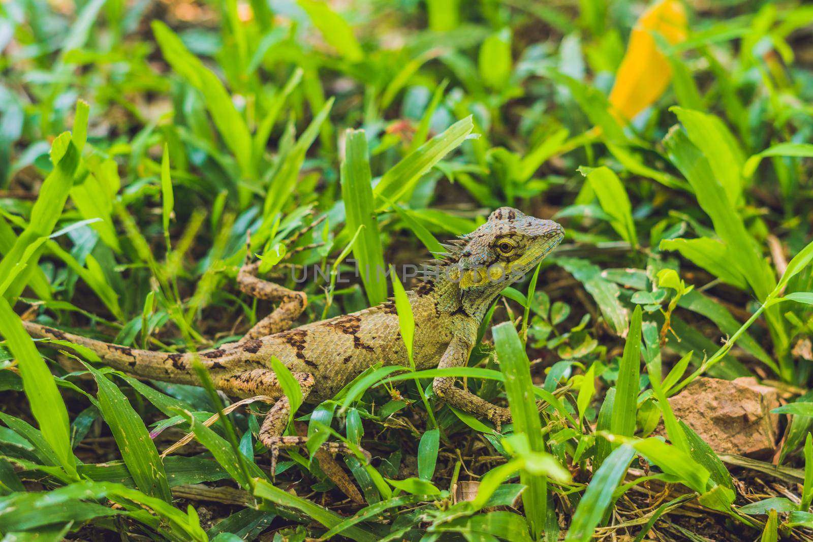 Green lizard in the grass In the tropics by galitskaya