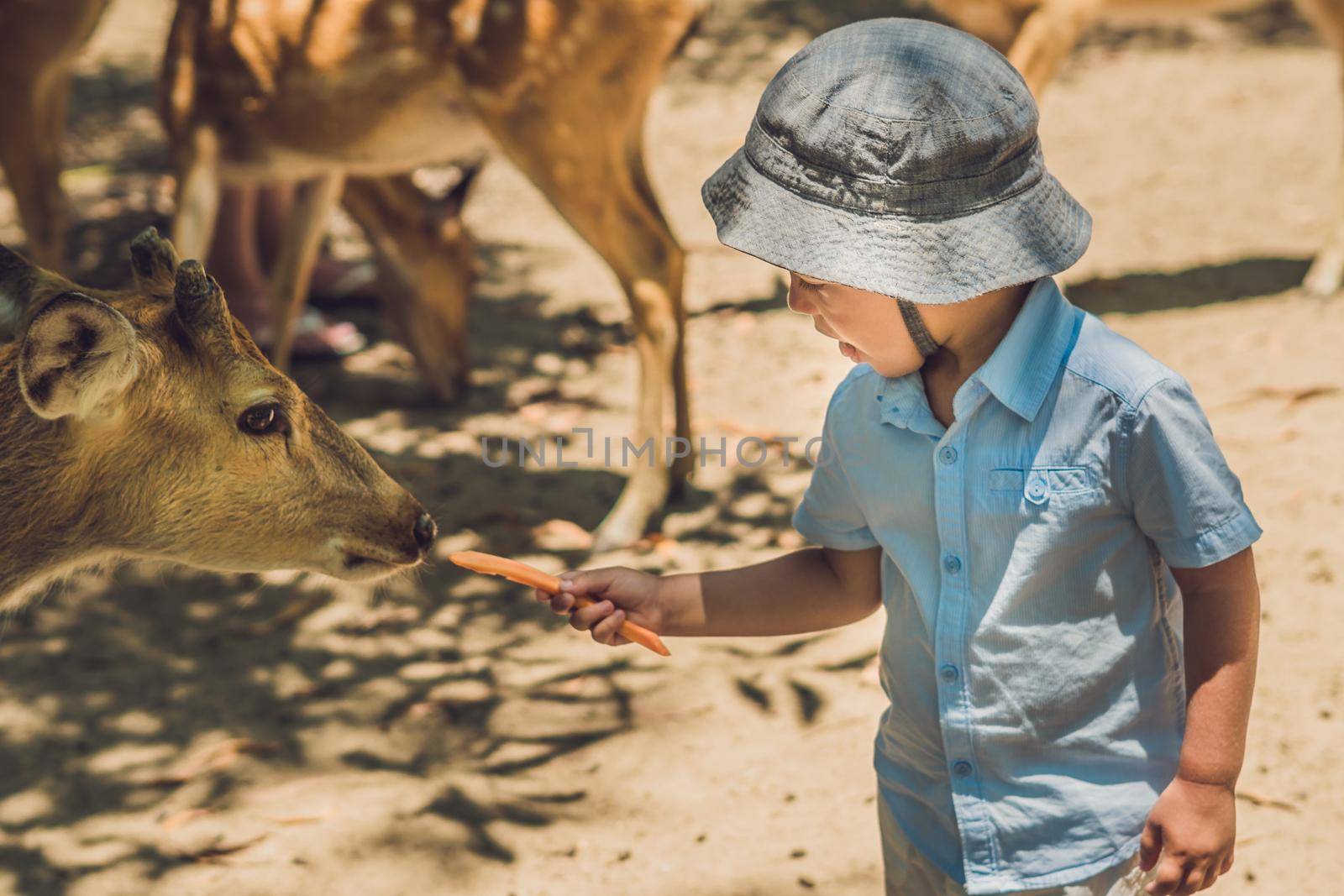 Little boy feeding deer in farm. Closeup by galitskaya