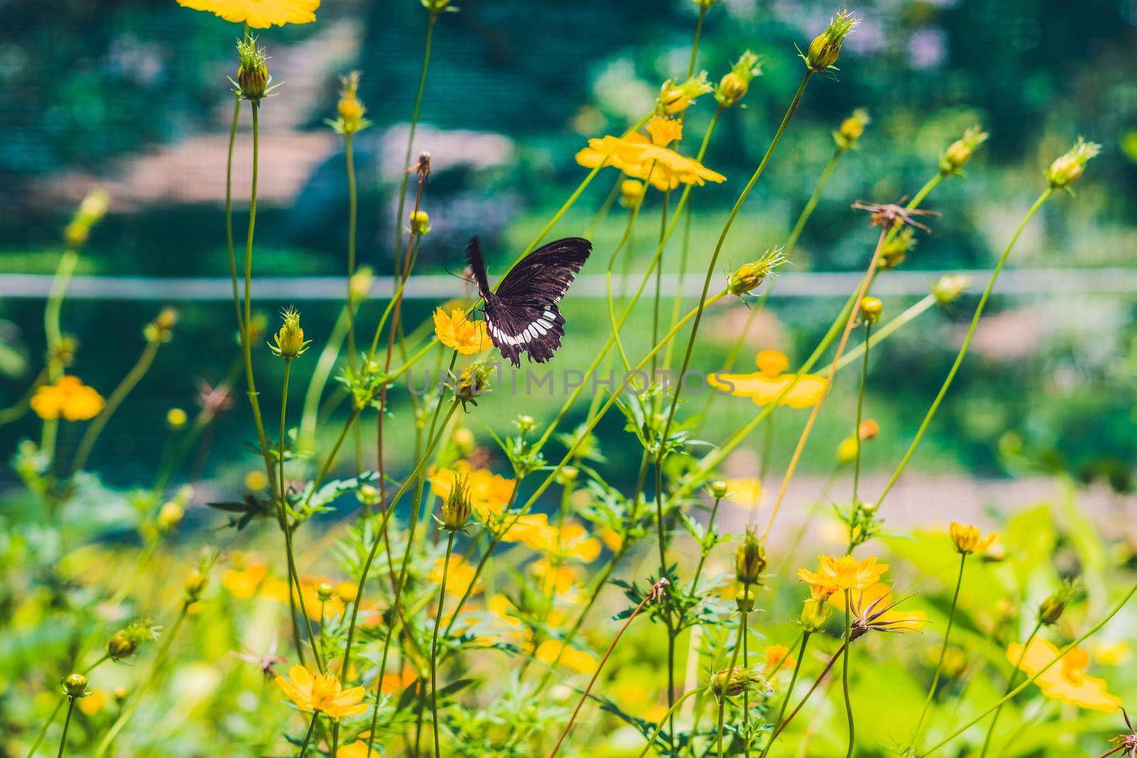 Butterfly on a tropical flower in a butterfly park by galitskaya