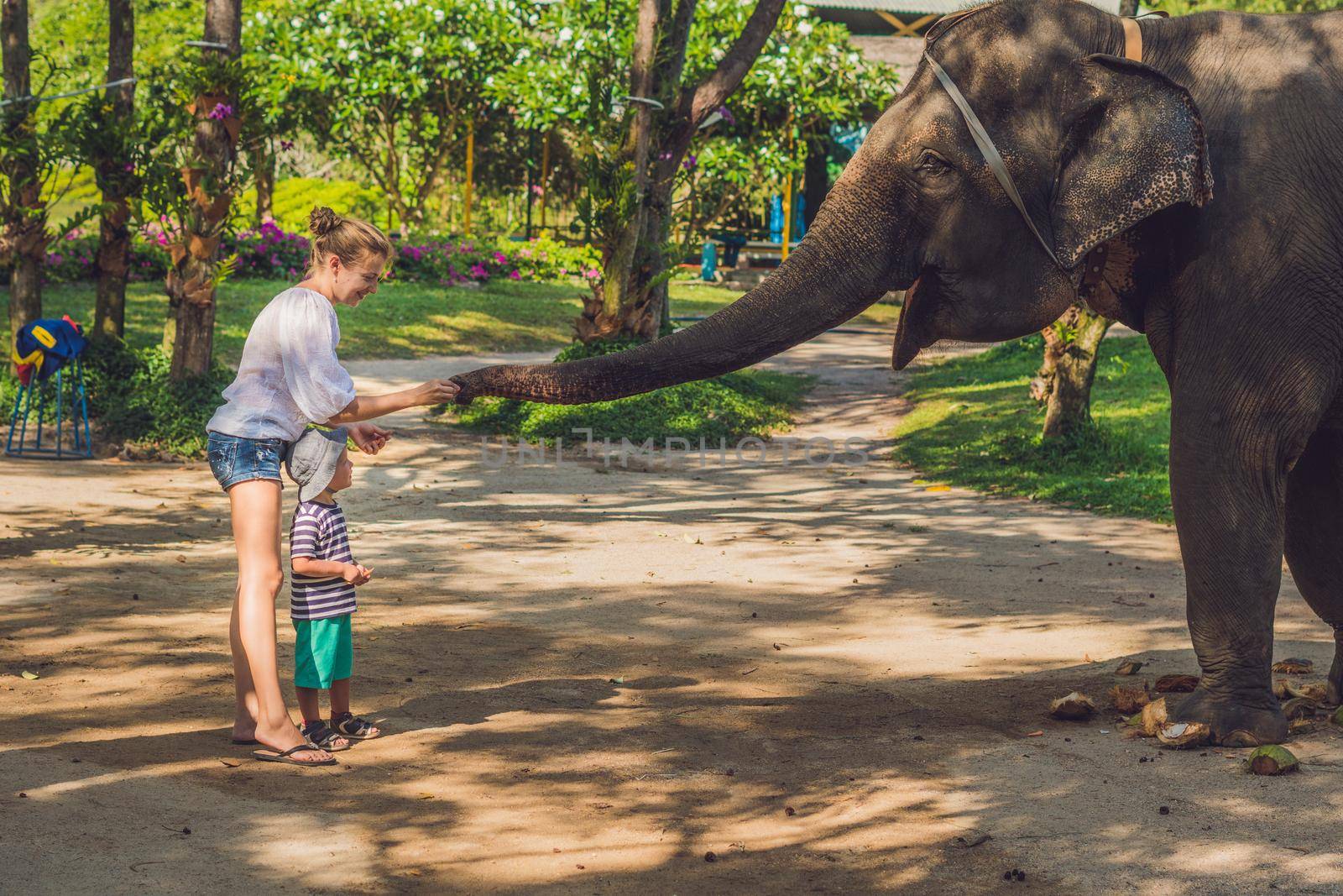 Mom and son feed the elephant in the tropics by galitskaya