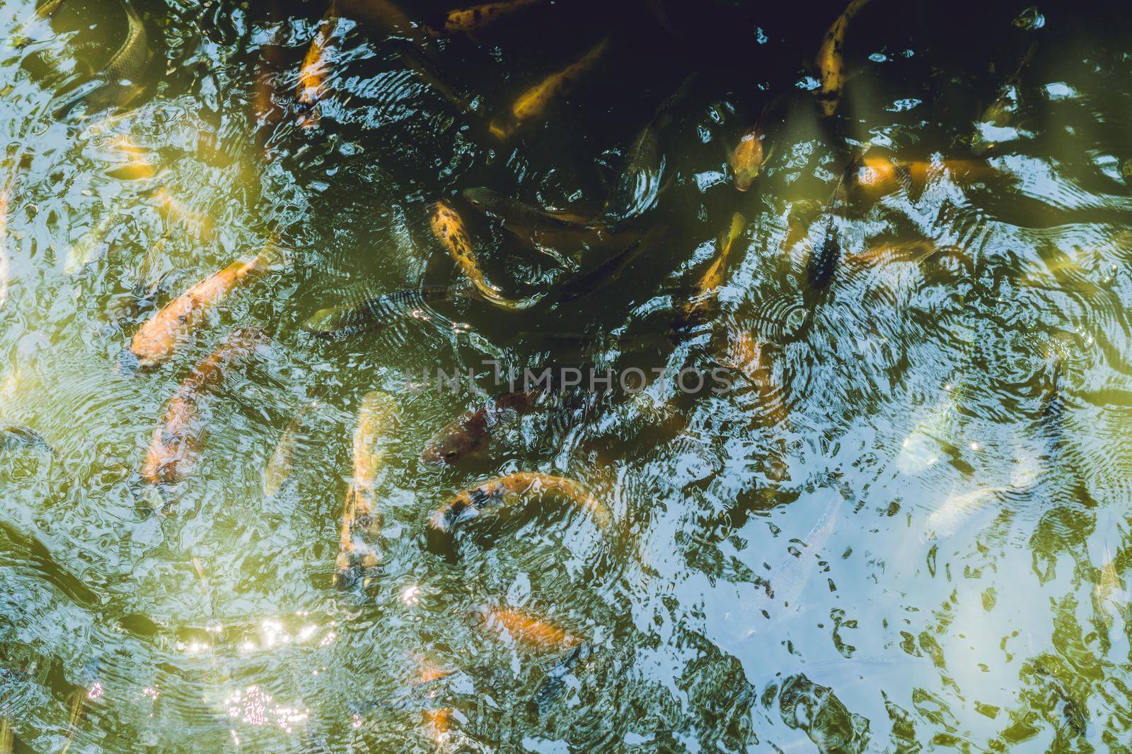 Many of catfishes in pond. Vietnam, Nha Trang