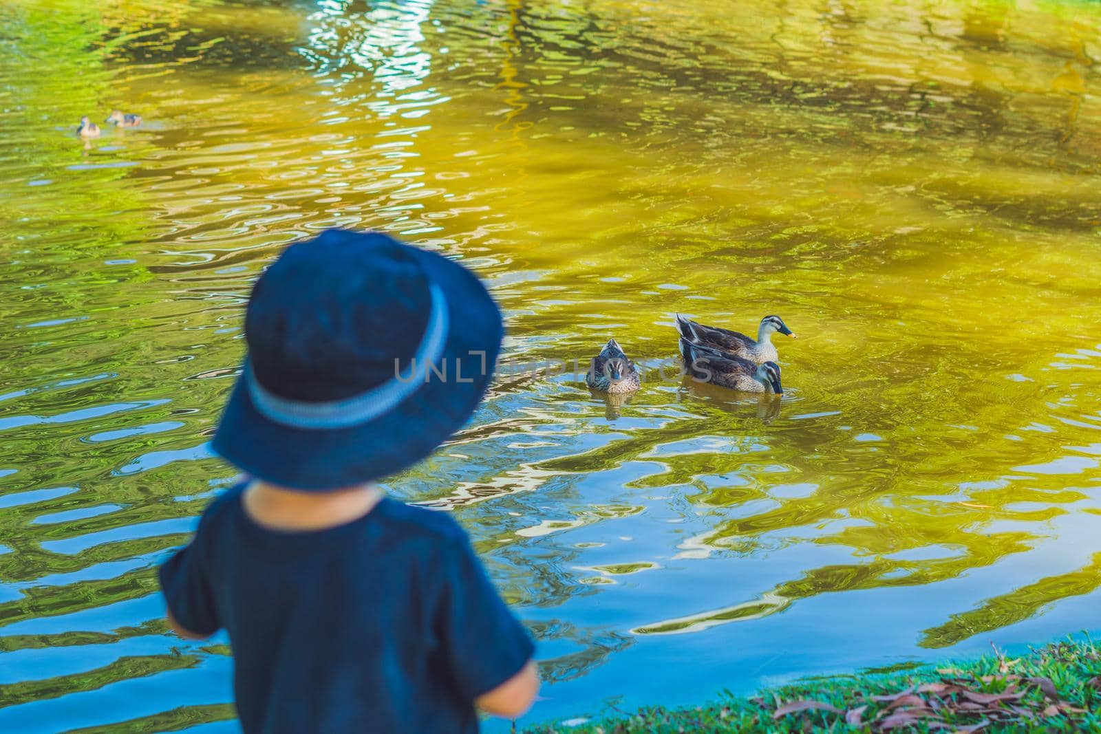 the little boy standing on the bank of the lake and looking at floating ducks by galitskaya