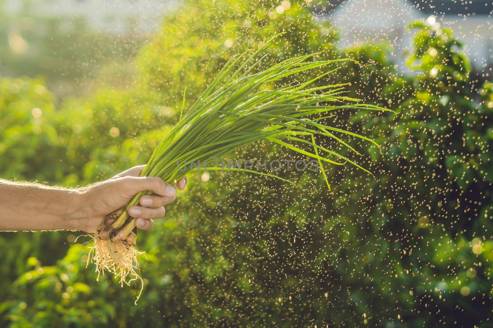 Bunch of Green onions in a hand of a man with a splashes of water in air. Sunset light. Go green. Healthy food