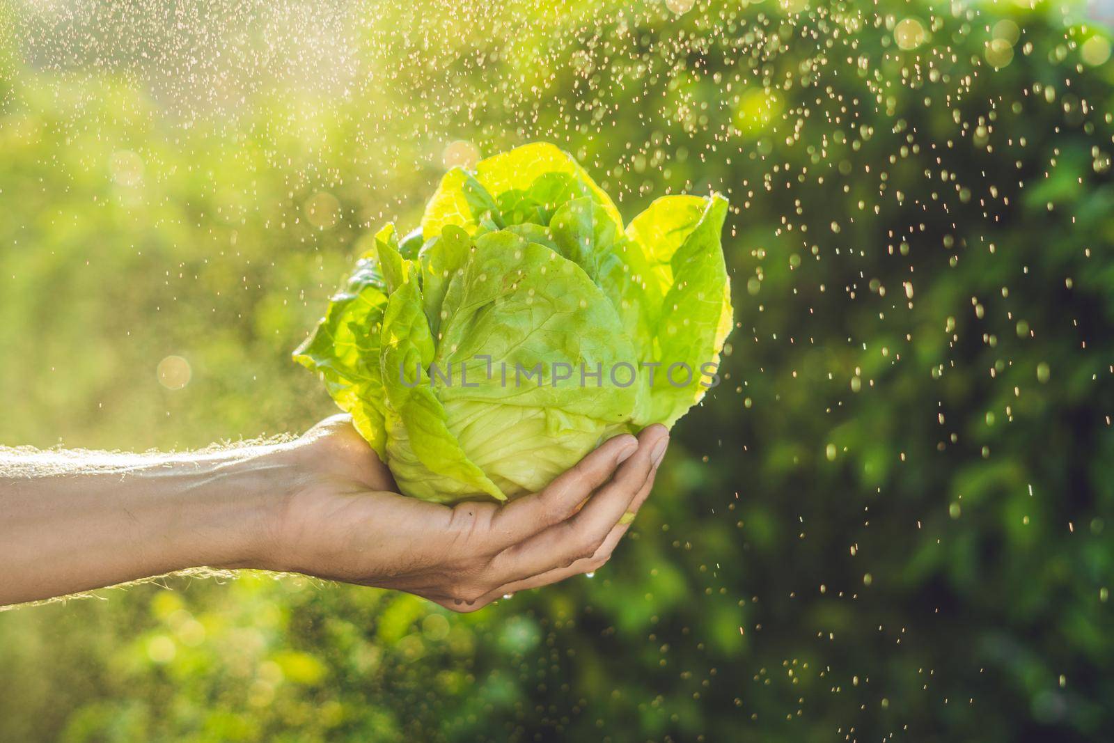 Bunch of lettuce in a hand of a man with a splashes of water in air.