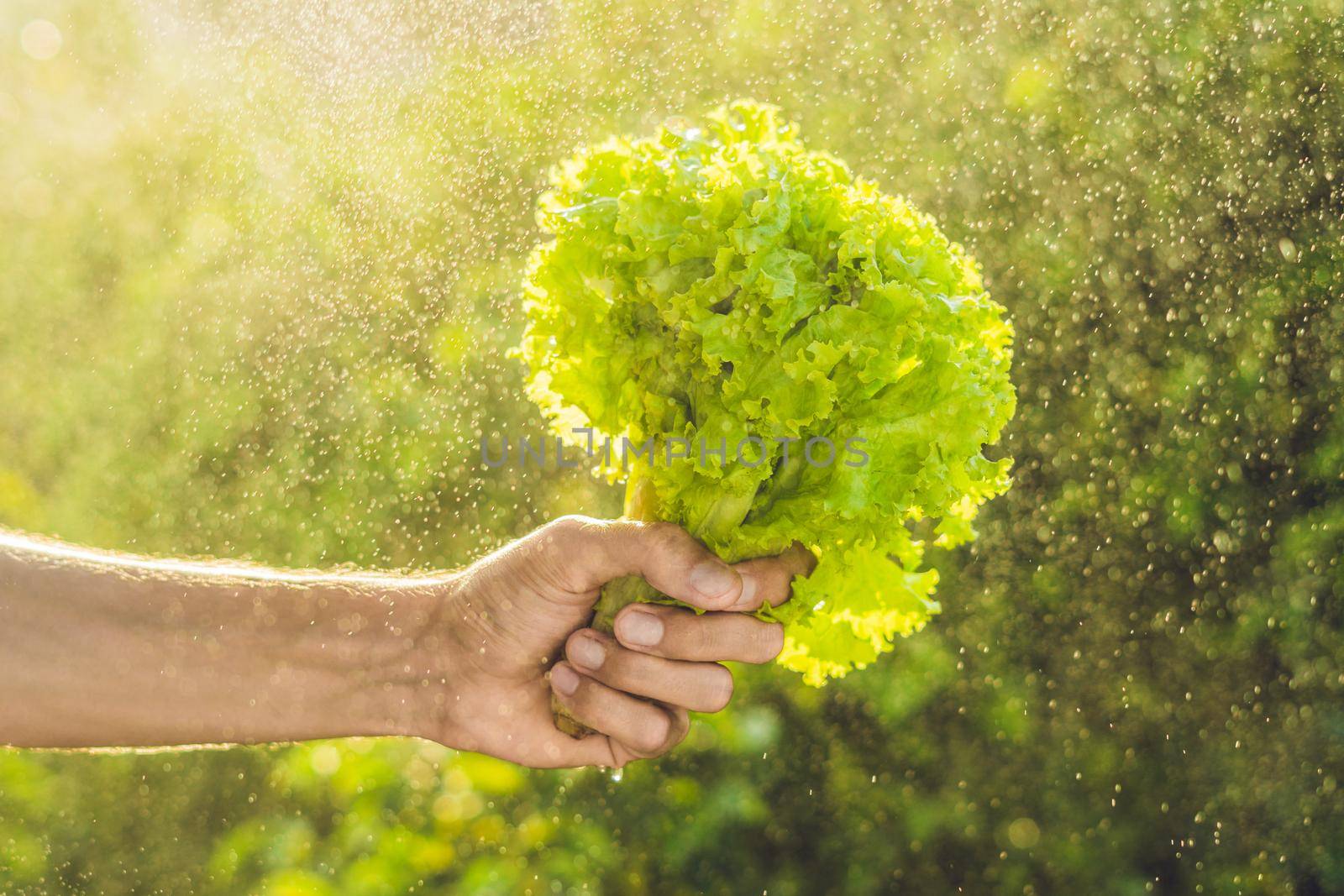 Bunch of lettuce in a hand of a man with a splashes of water in air.