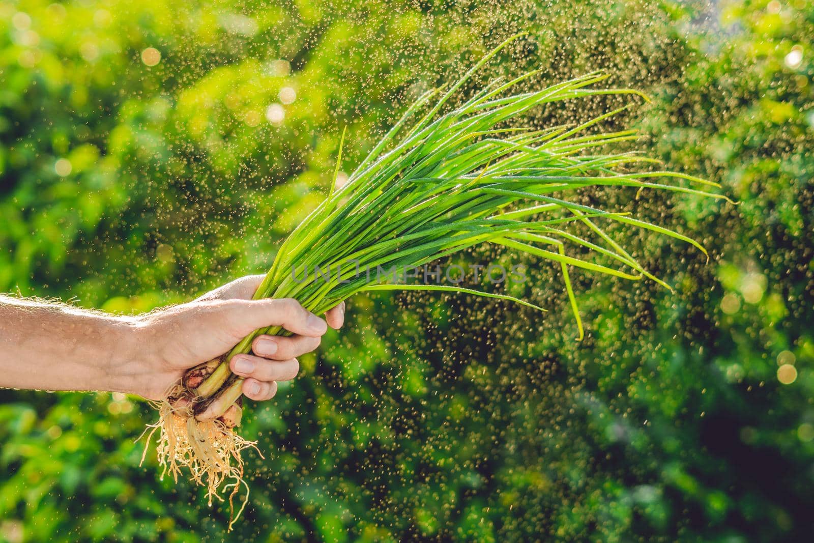 Bunch of Green onions in a hand of a man with a splashes of water in air. Sunset light. Go green. Healthy food