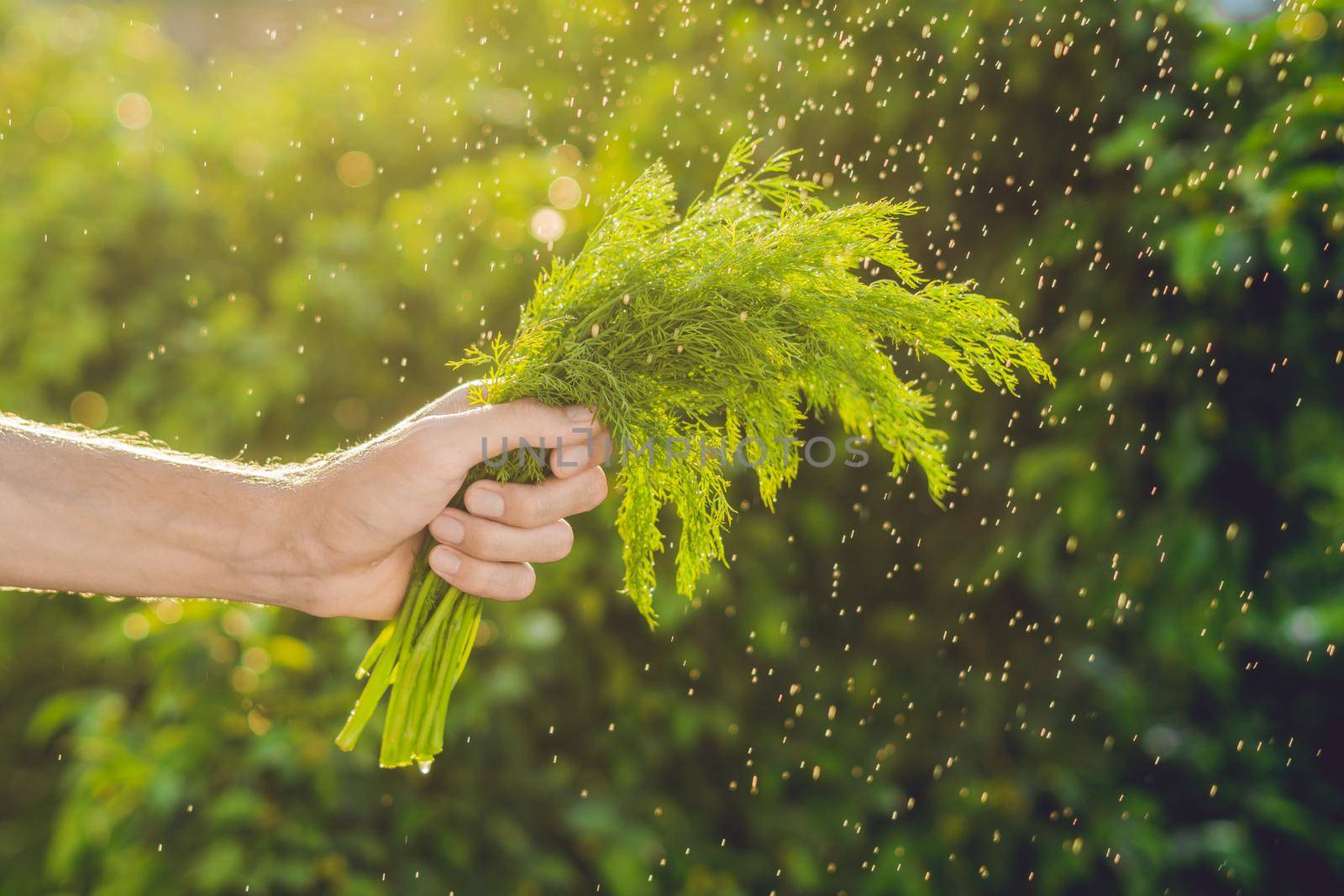 Bunch of fennel in a hand of a man with a splashes of water in air. by galitskaya