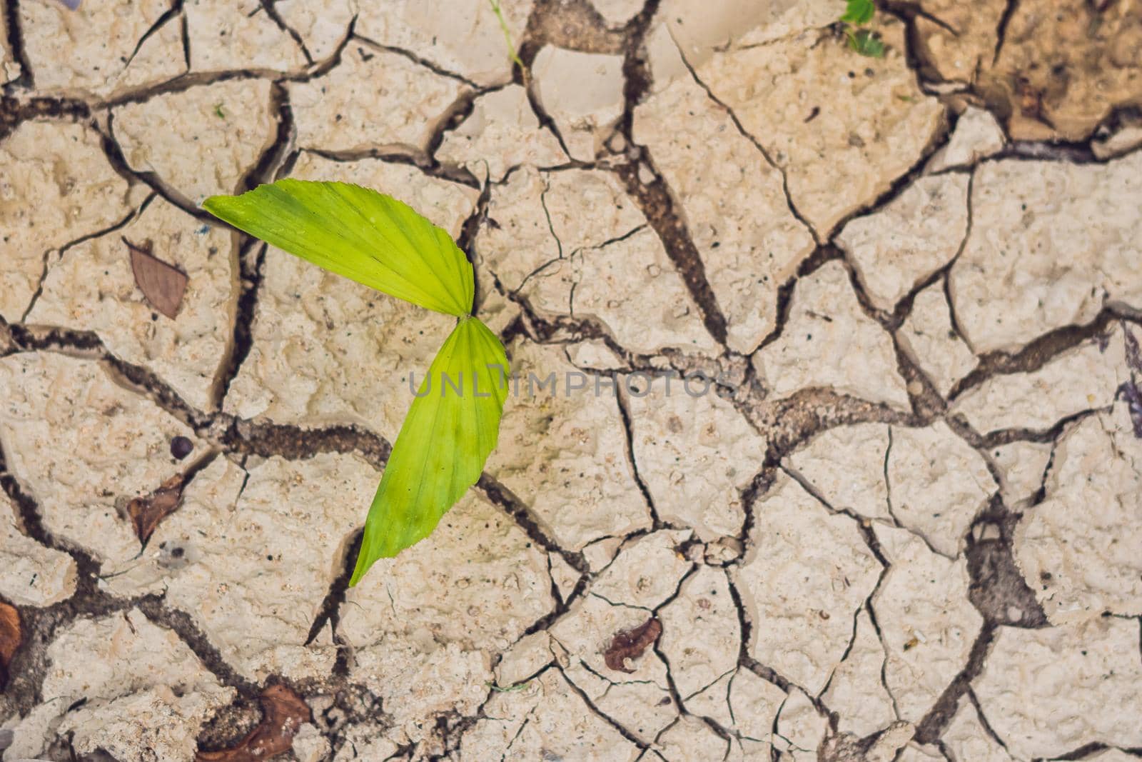 tree growing on cracked earth. growing tree save. the world environmental problems. cut tree. by galitskaya