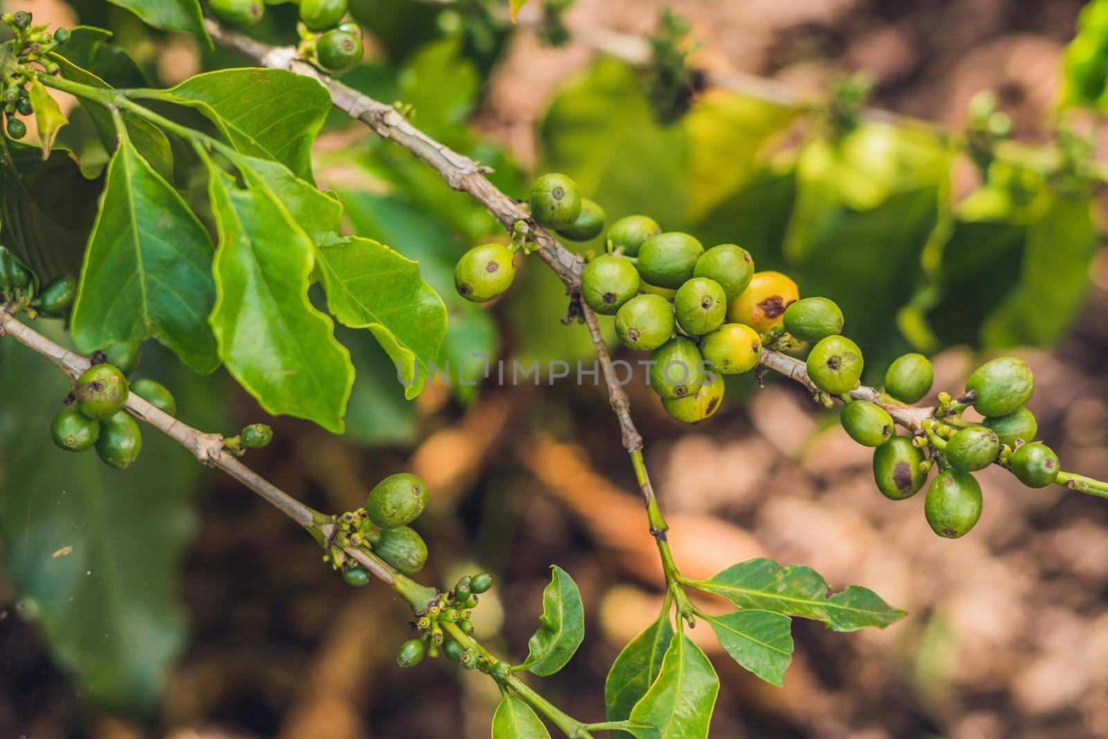 Unripe coffee beans on stem in Vietnam plantation.