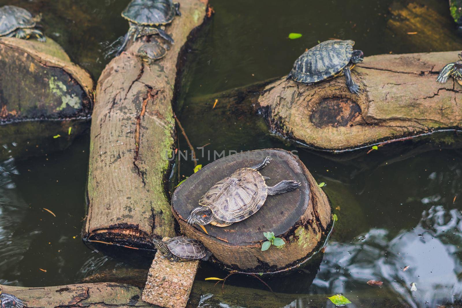 Western pond turtles enjoying the sun by galitskaya
