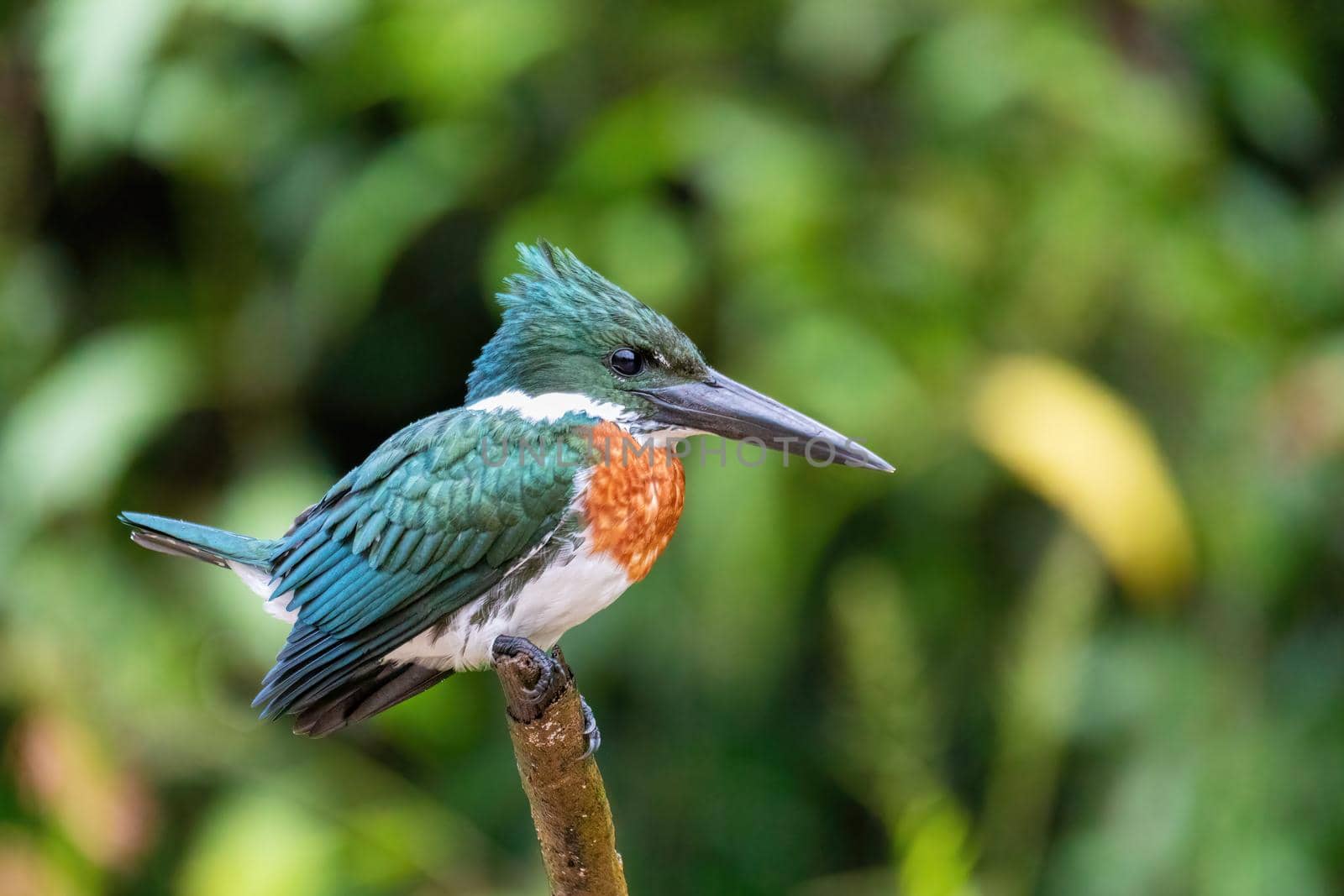 Amazon Kingfisher (Chloroceryle amazona), Cano Negro Costa Rica by artush