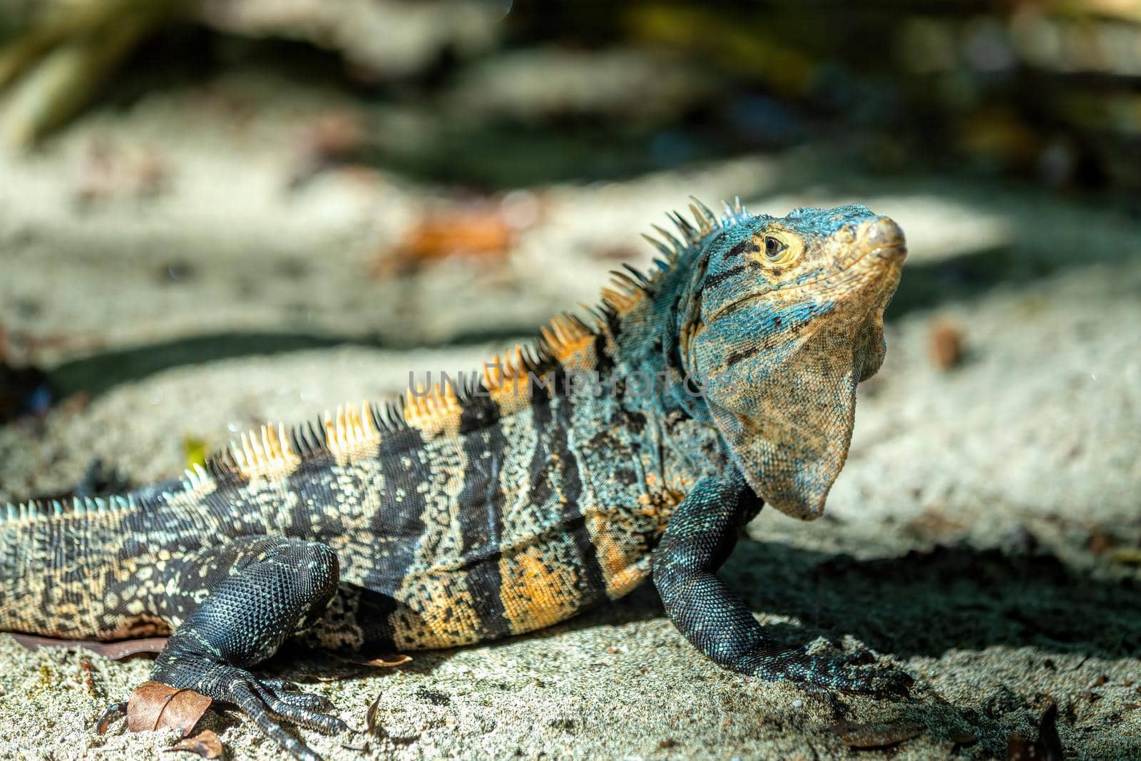 Head portrait of very impressive lizard black spiny-tailed iguana (Ctenosaura similis) in beach of Manuel Antonio National Park, Costa Rica wildlife.