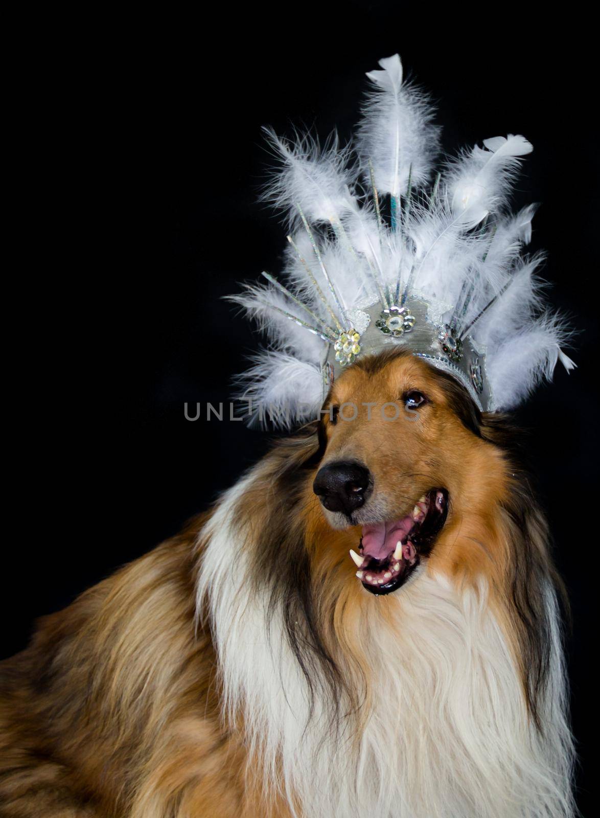 portrait of a rough collie with feather headgear for carnival isolated on black background