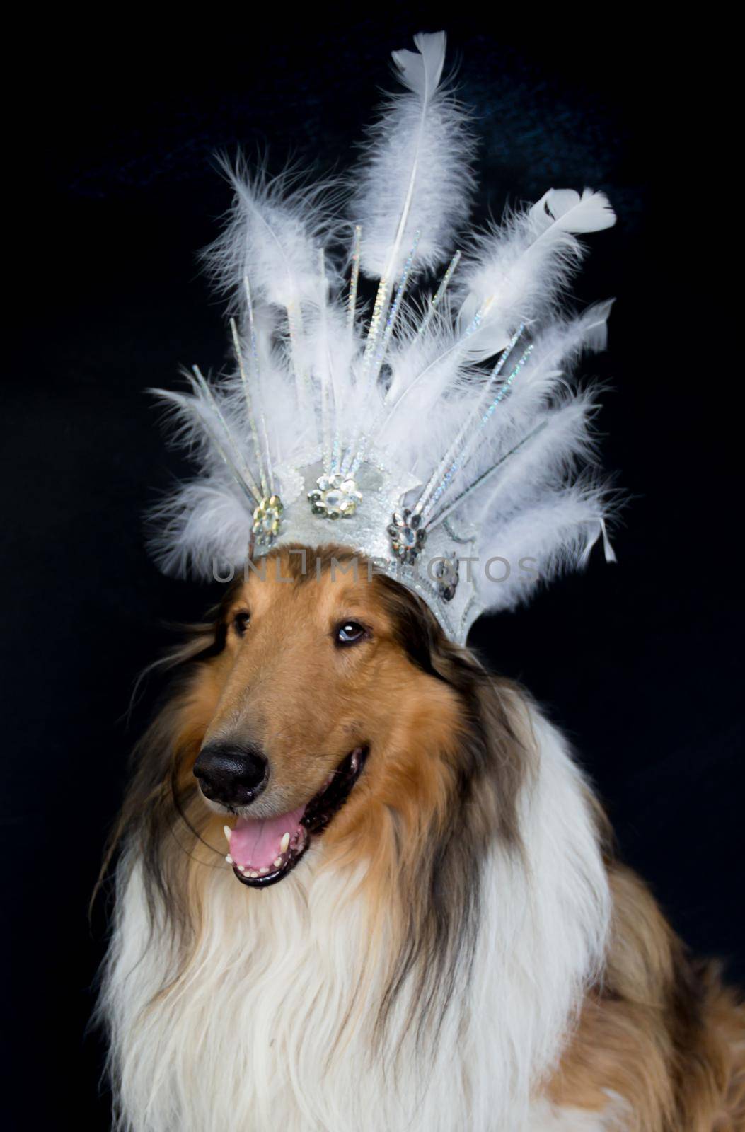 portrait of a rough collie with feather headgear for carnival by GabrielaBertolini