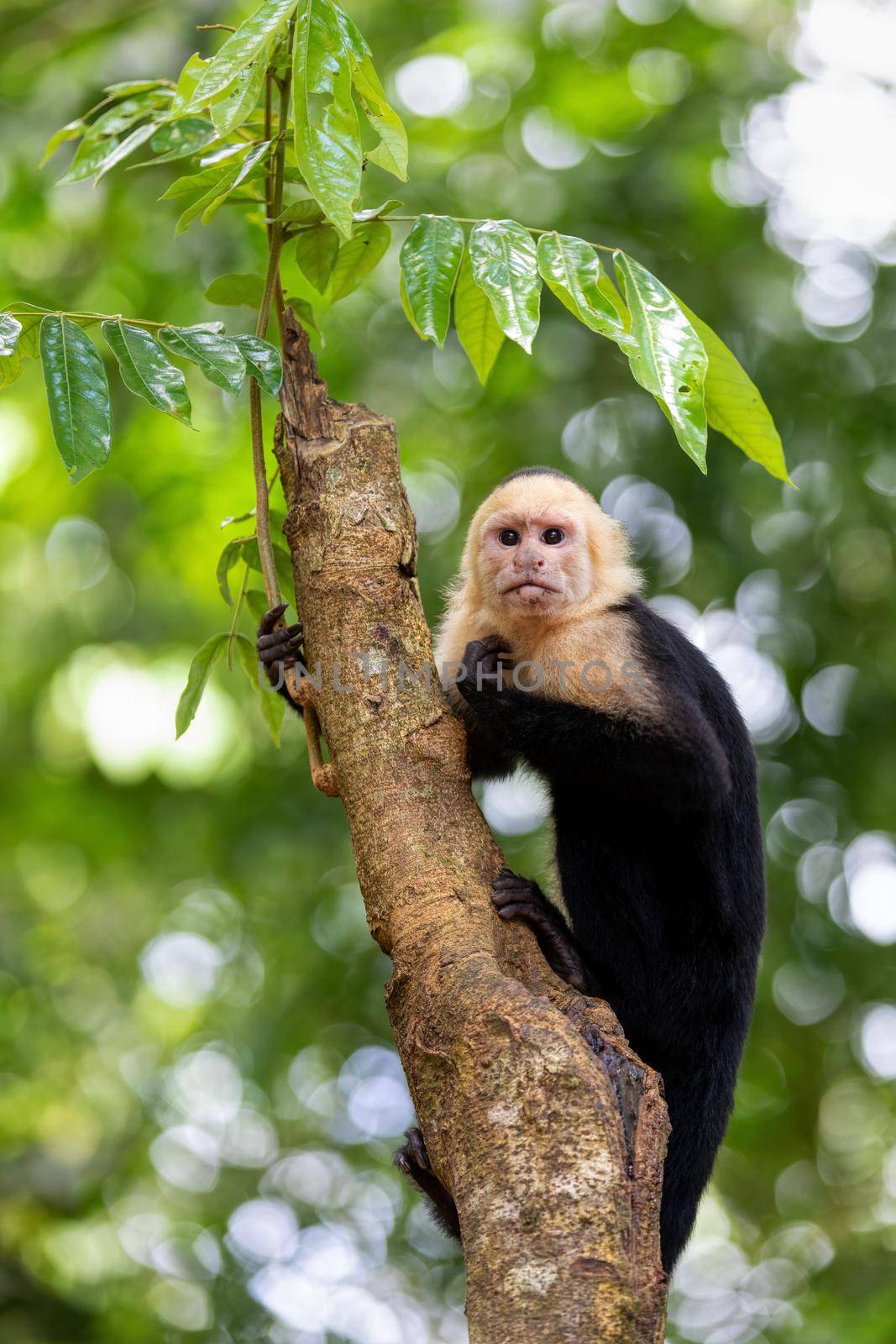 Colombian white-faced capuchin (Cebus capucinus) on tree, Manuel Antonio National Park, Costa Rica wildlife