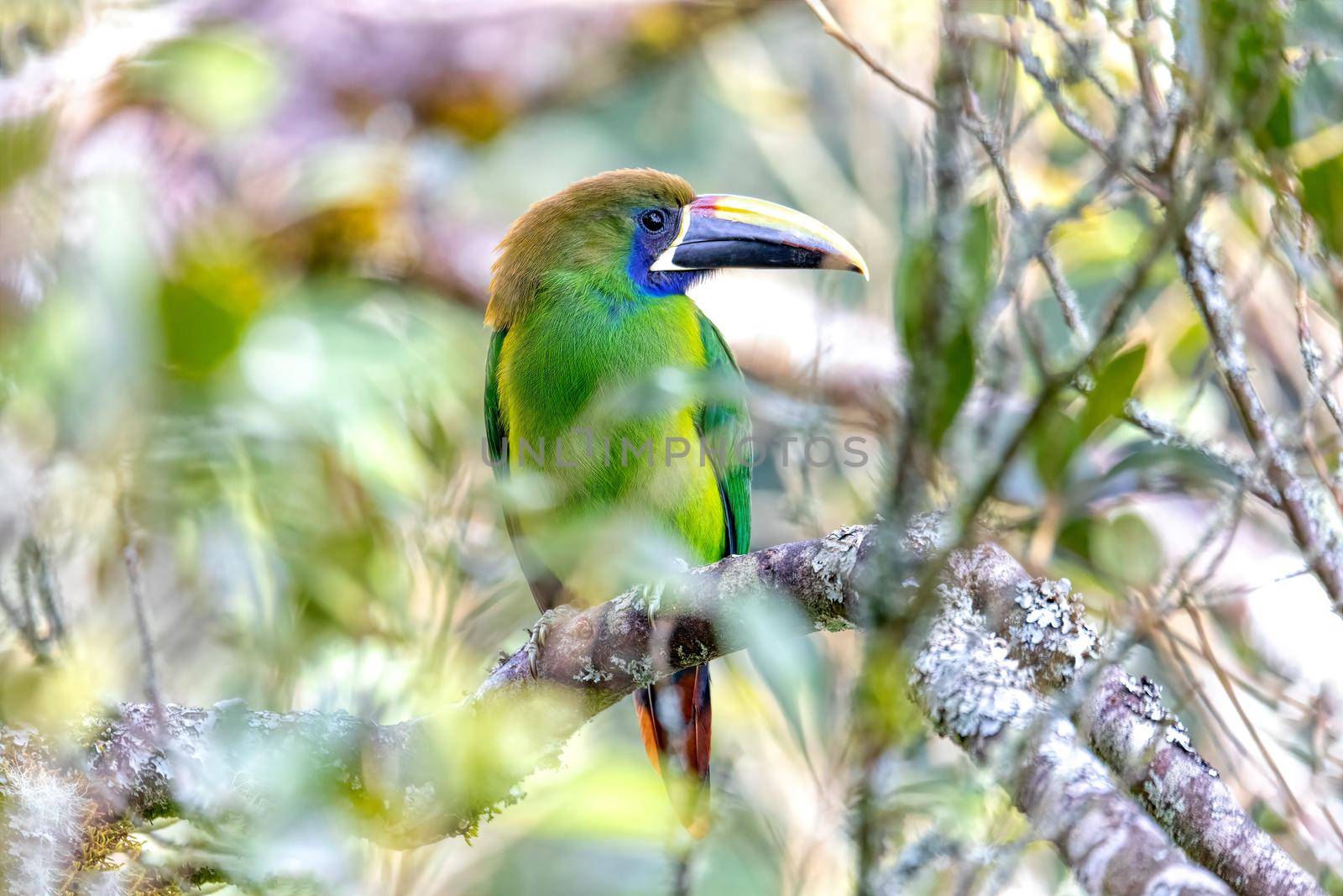 Emerald toucanet (Aulacorhynchus prasinus), San Gerardo, Costa Rica by artush