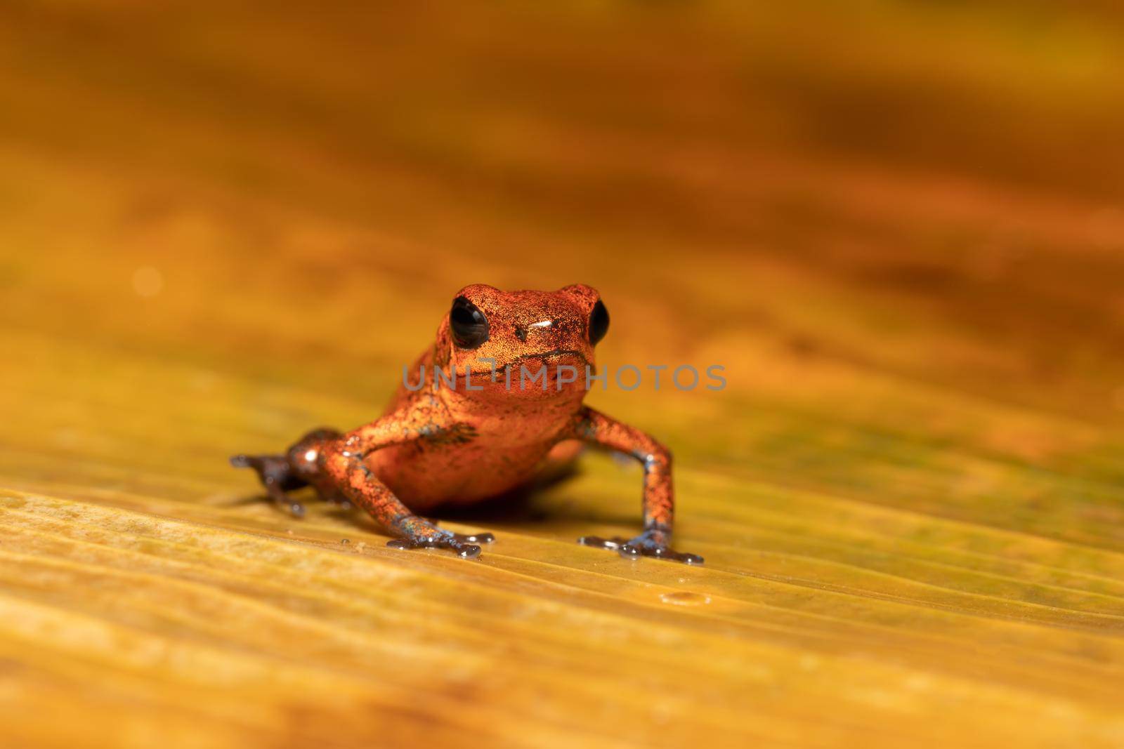 Strawberry poison-dart frog (Oophaga pumilio, formerly Dendrobates pumilio)-001 copy by artush