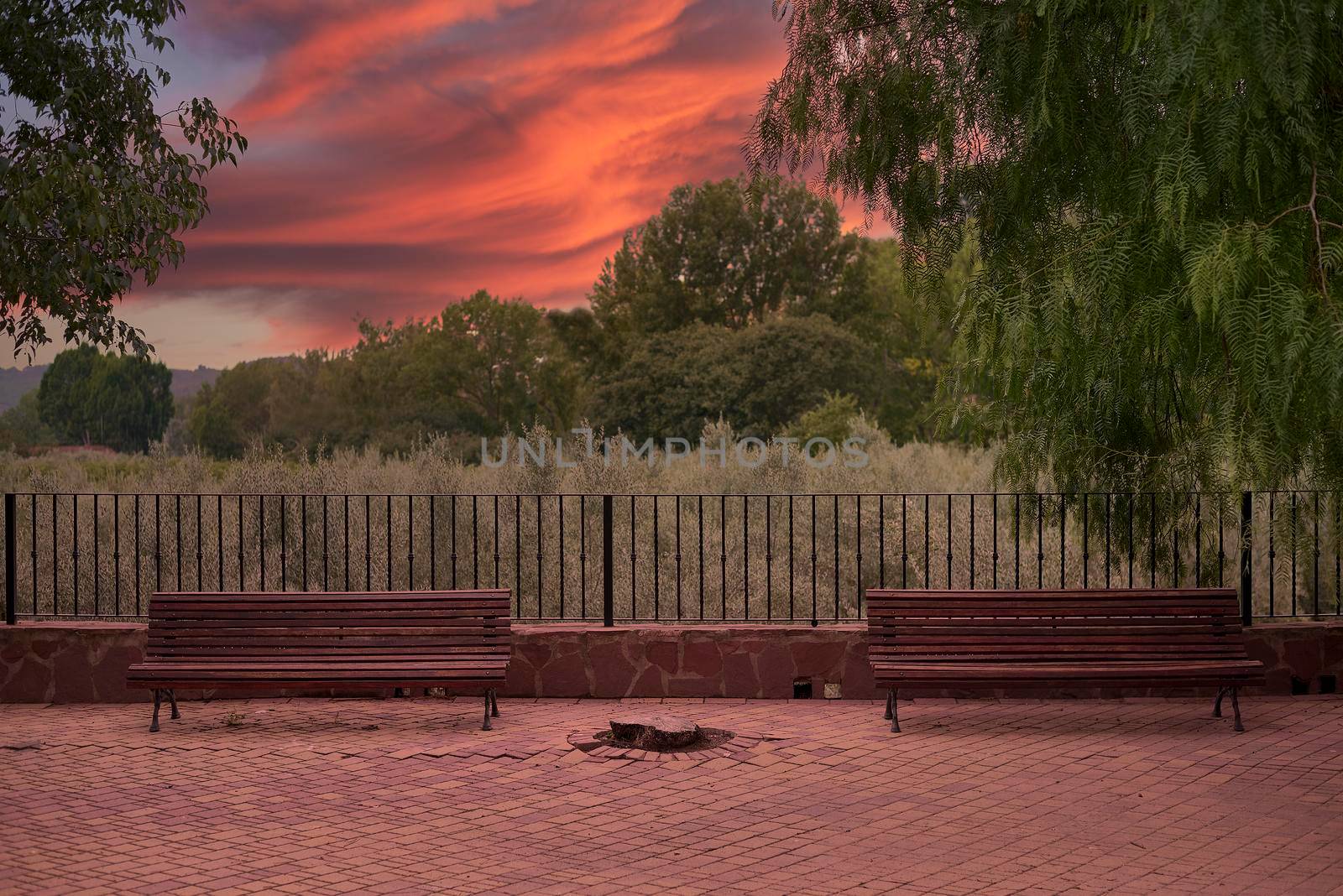 Two solitary benches in a park at sunset among trees. Empty space, orange sunset, symmetry, willow tree.