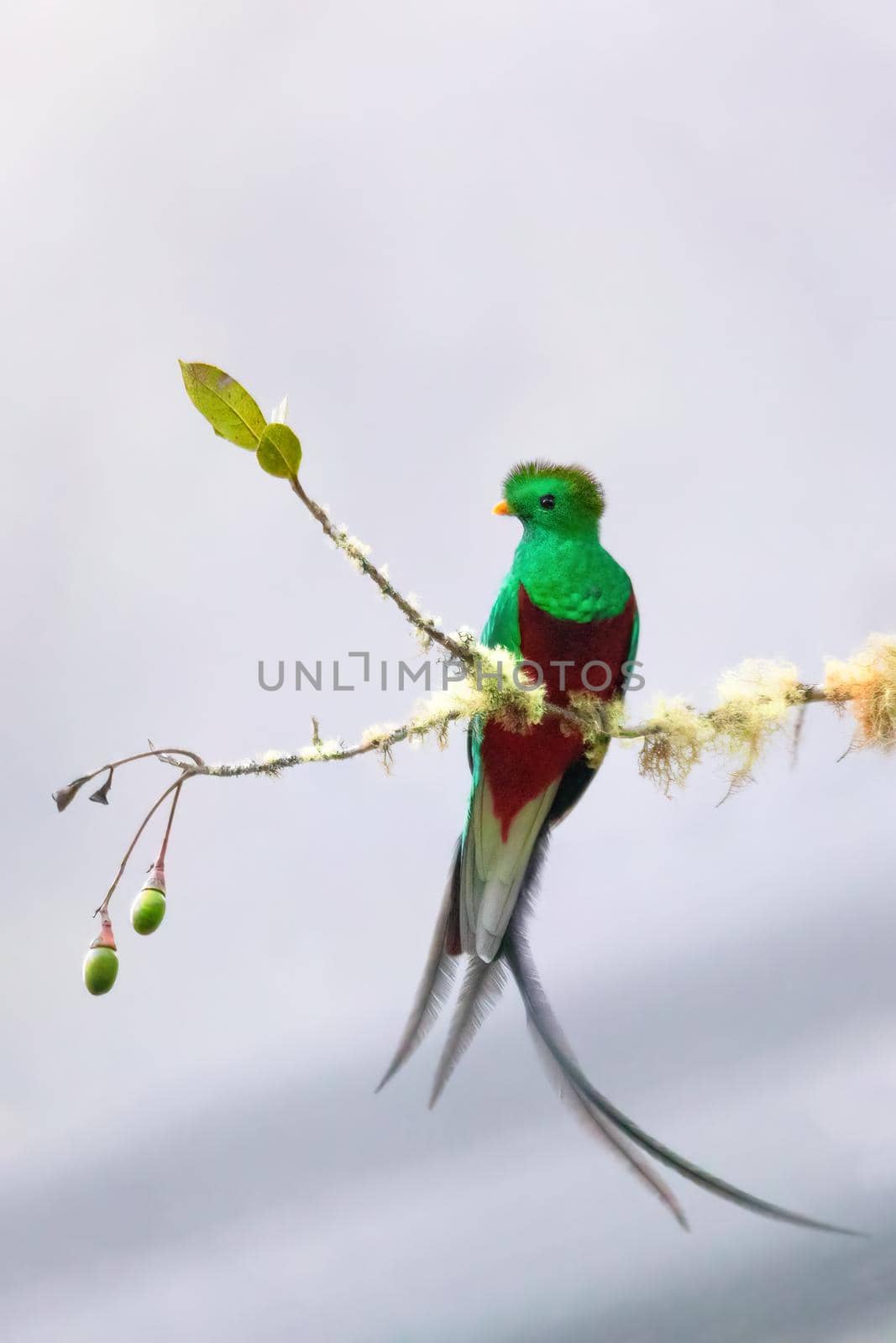 Resplendent quetzal (Pharomachrus mocinno), Guatemalan national bird. Magnificent sacred green and red iconic bird. Bird with long tail. San Gerardo de Dota, Wildlife and birdwatching in Costa Rica.