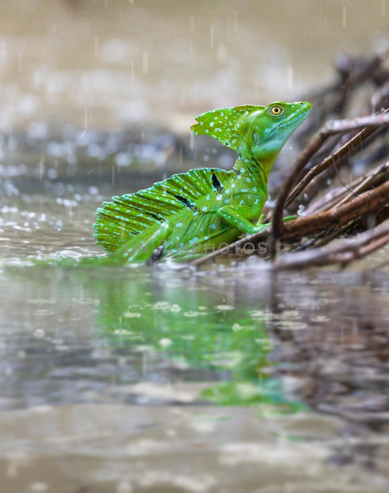 Plumed green basilisk (Basiliscus plumifrons), sitting on branch protruding from water with reflection, rainy tropical weather with raindrops in water. Refugio de Vida Silvestre Cano Negro, Costa Rica wildlife .