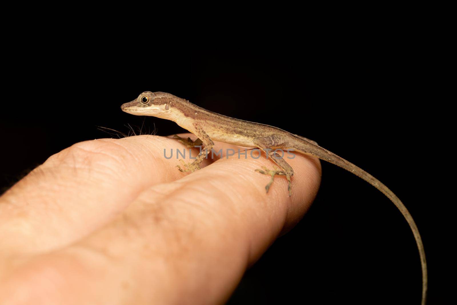 small and cute lizard Anolis limifrons on hand, Refugio de Vida Silvestre Cano Negro, Costa Rica wildlife