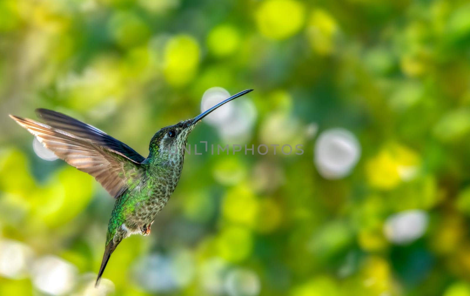 Flying Talamanca hummingbird (Eugenes spectabilis) or admirable hummingbird against blurry background with space for text. San Gerardo de Dota, Wildlife and birdwatching in Costa Rica.