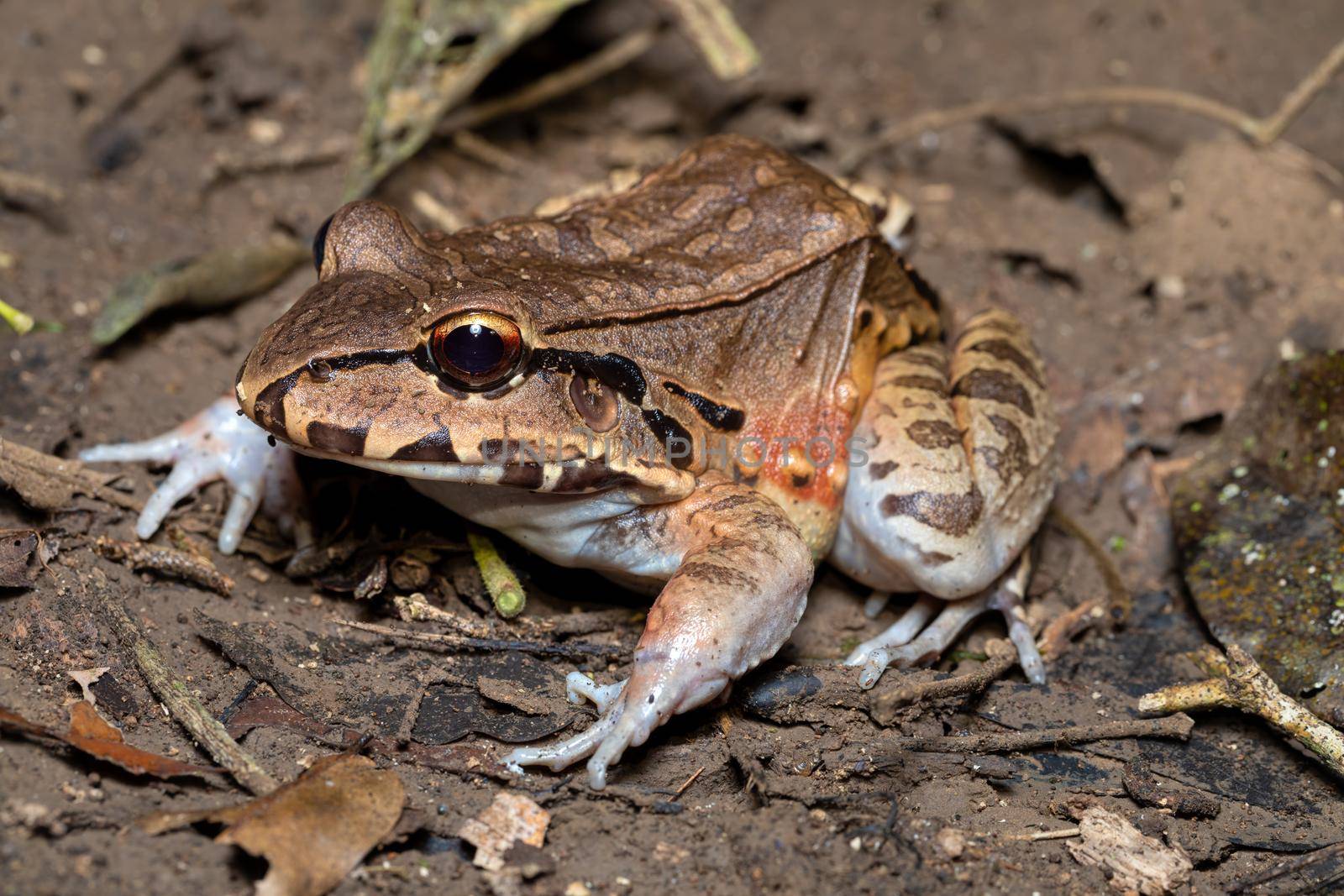Savages thin-toed frog (Leptodactylus savagei), Carara National Park, Tarcoles, Costa Rica wildlife. by artush