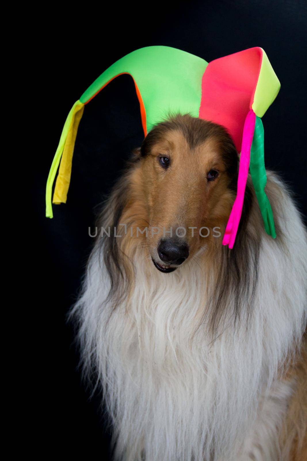 portrait of a long-haired collie with a harlequin hat by GabrielaBertolini