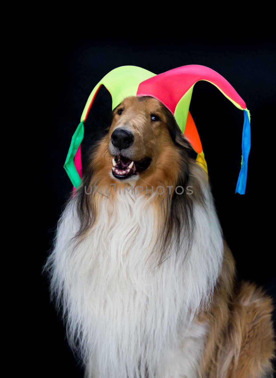 portrait of a long-haired collie with a harlequin hat by GabrielaBertolini