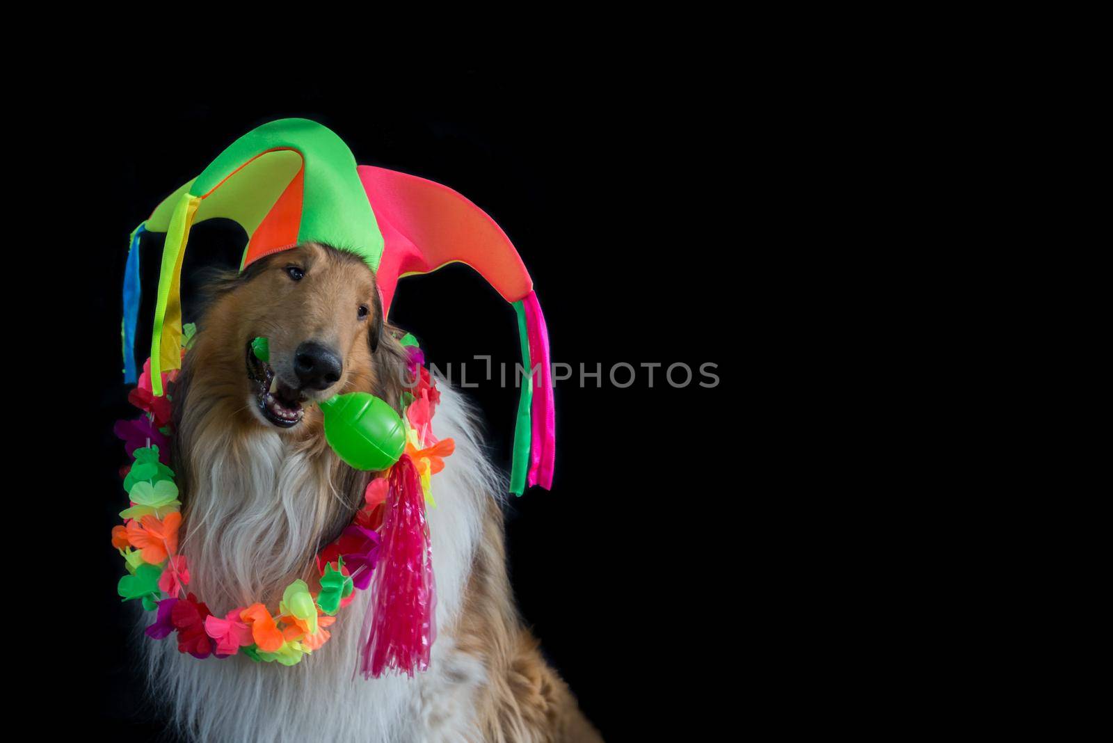 portrait of a Rough collie with a harlequin hat, Hawaiian necklace and maraca for carnival by GabrielaBertolini