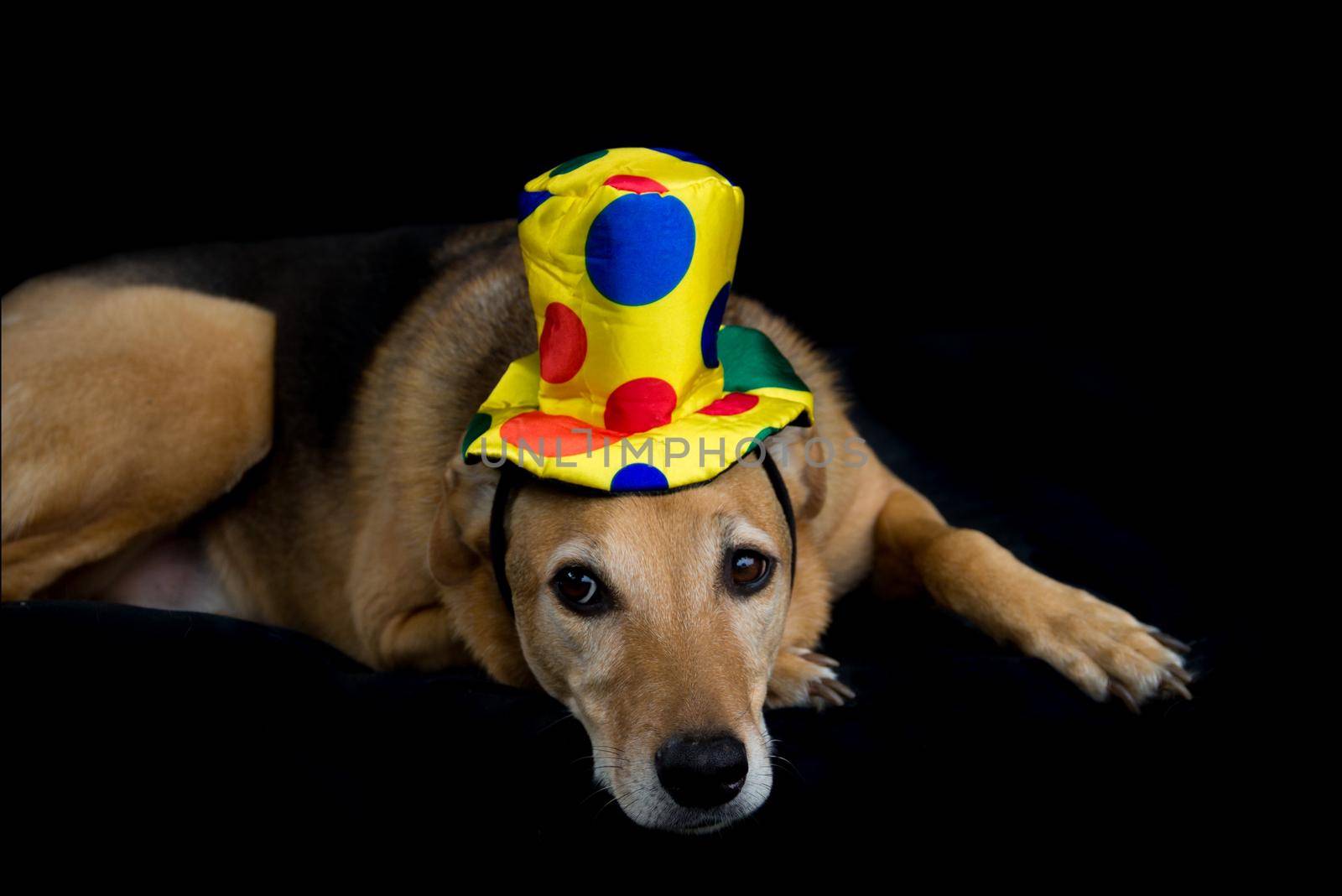 portrait of mongrel dog with yellow hat with colorful polka dots on black background